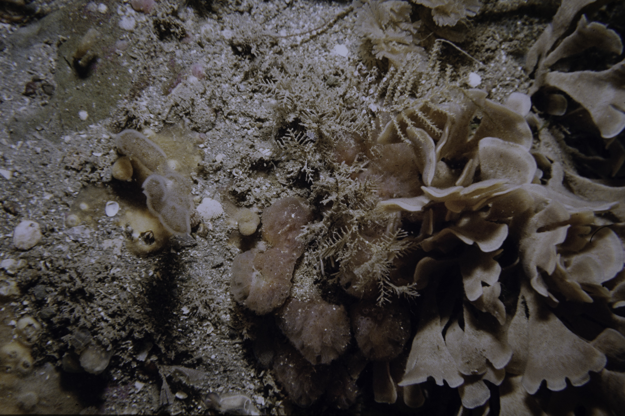 Abietinaria abietina, Hydrallmania falcata, Alcyonidium diaphanum, Flustra foliacea, Morchellium argus. Site: N of Chapel Island, Strangford Lough. 