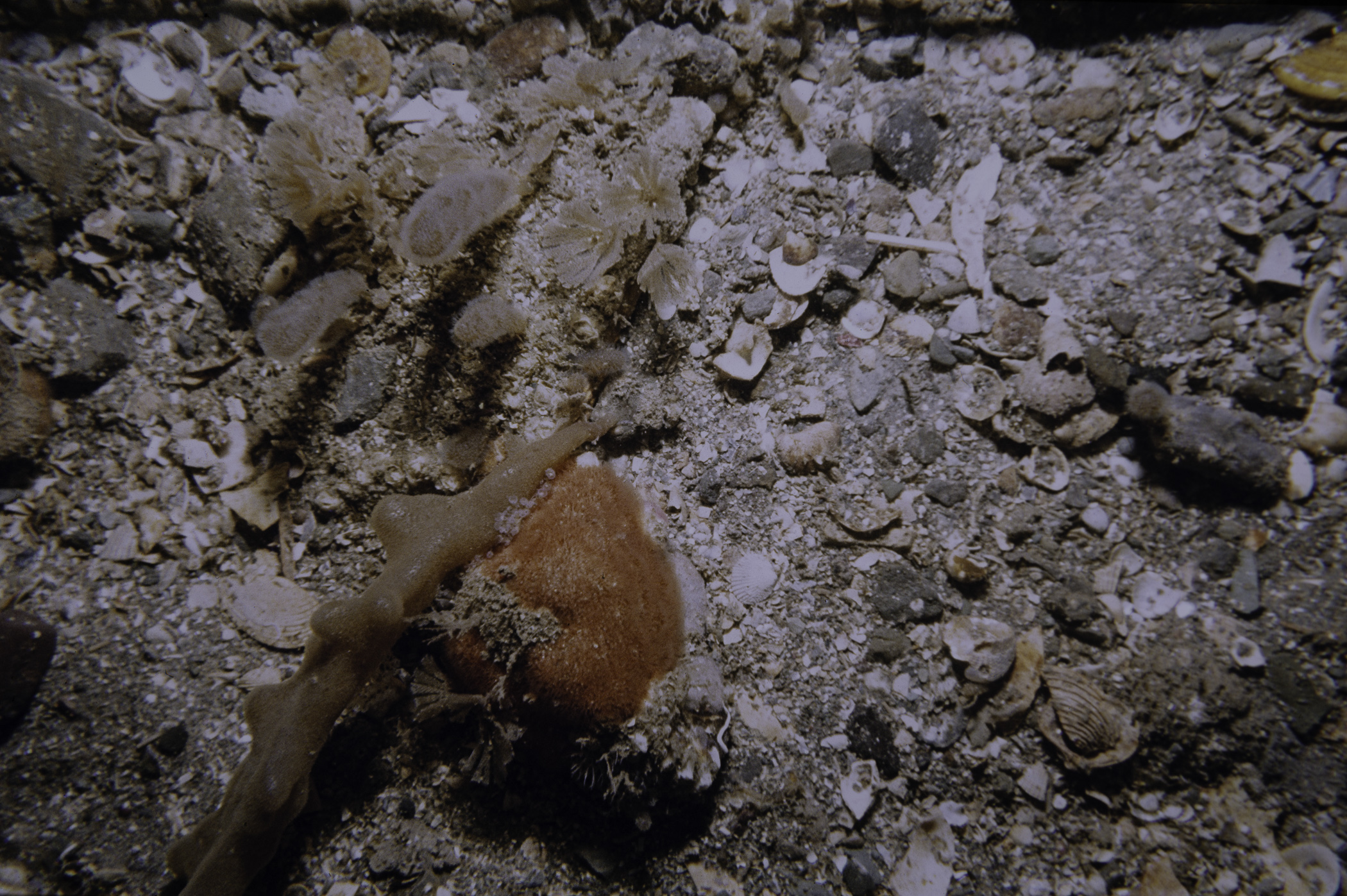 Alcyonidium diaphanum, Cellepora pumicosa, Bugulina flabellata. Site: N of Chapel Island, Strangford Lough. 