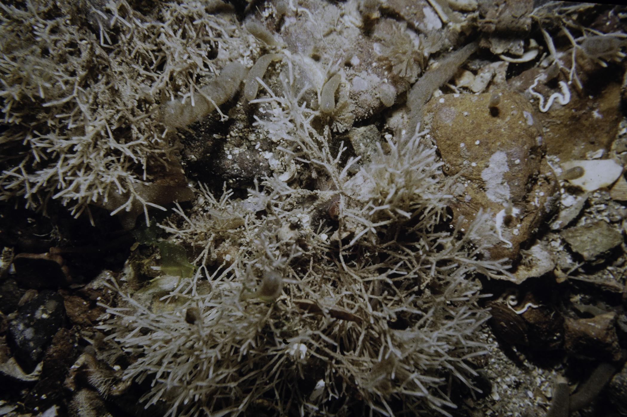 Alcyonidium diaphanum, Cellaria fistulosa, Bugulina flabellata. Site: N of Chapel Island, Strangford Lough. 