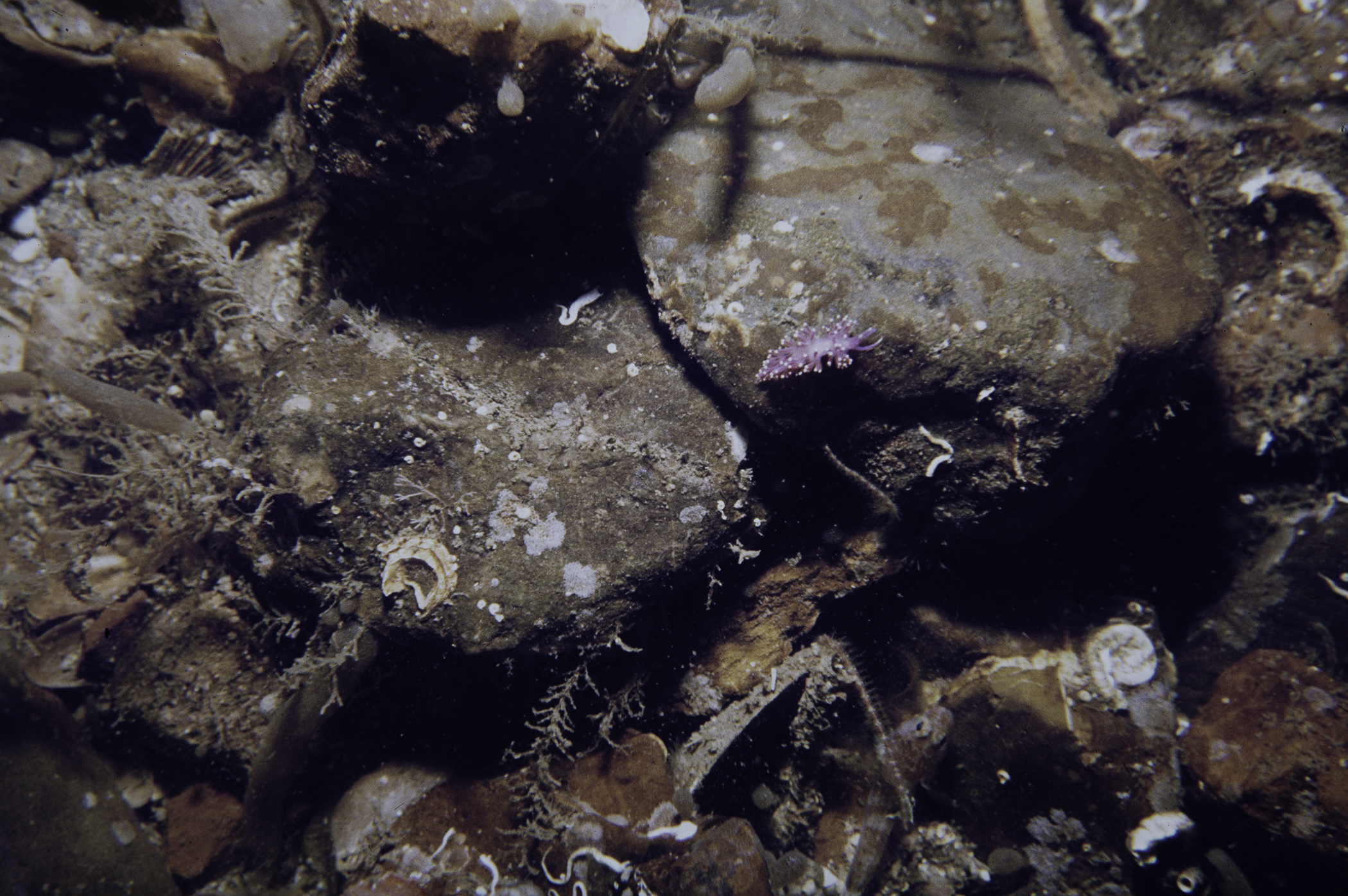 Edmundsella pedata, Alcyonidium diaphanum. Site: N of Chapel Island, Strangford Lough. 