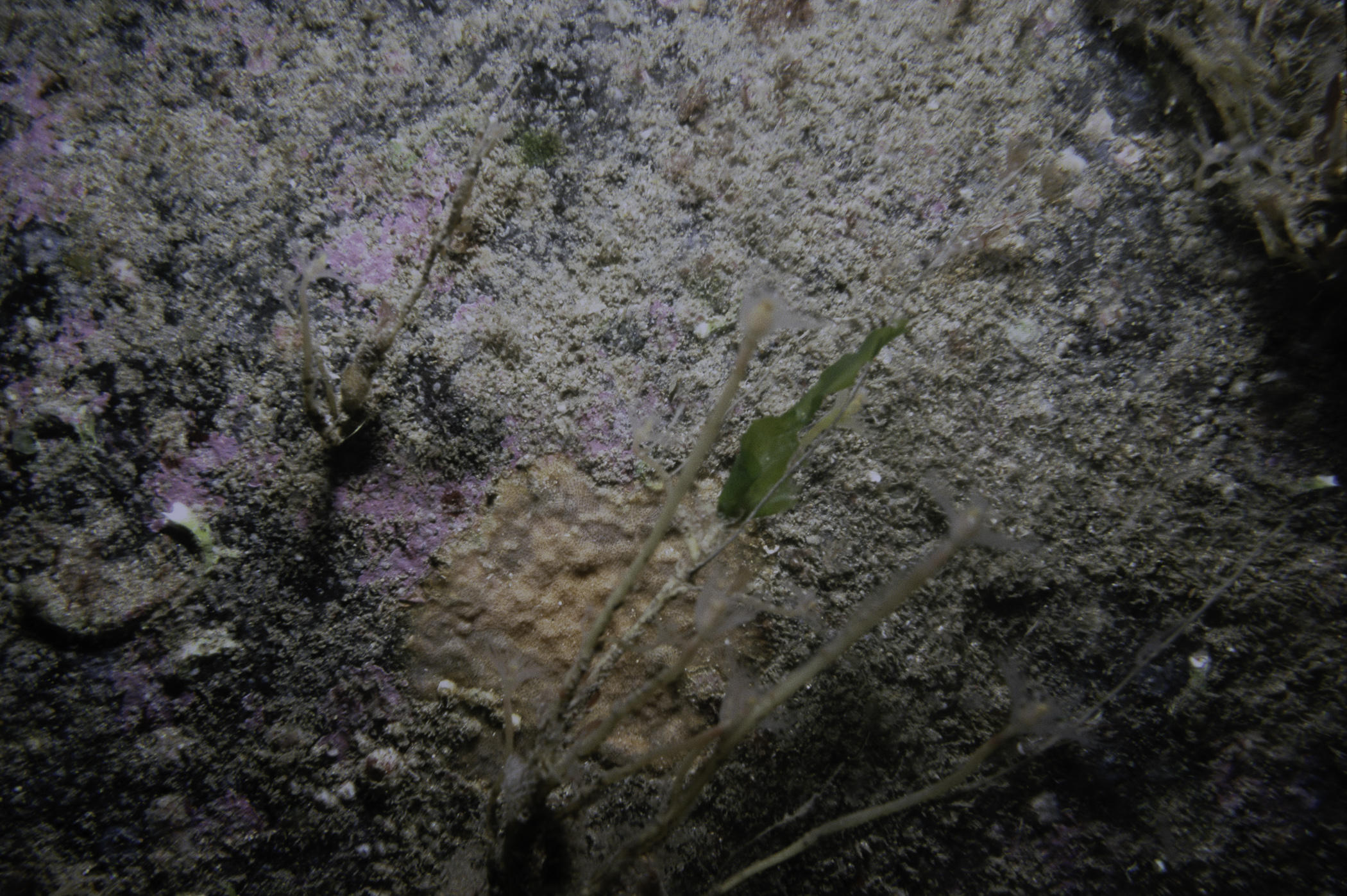 Tubularia indivisa, Parasmittina trispinosa. Site: Red Bay. 
