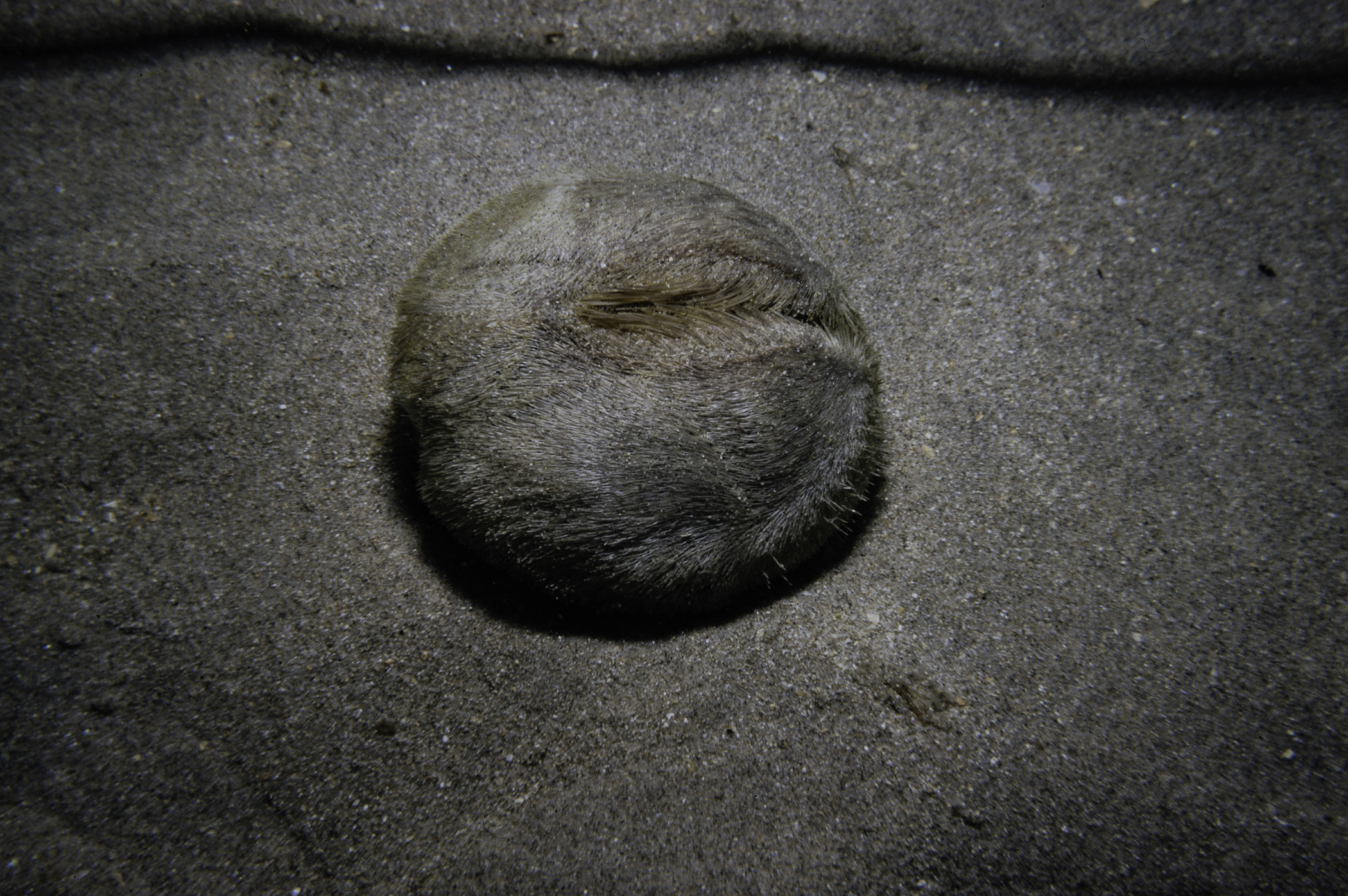 Echinocardium cordatum. Site: Magilligan Strand. 