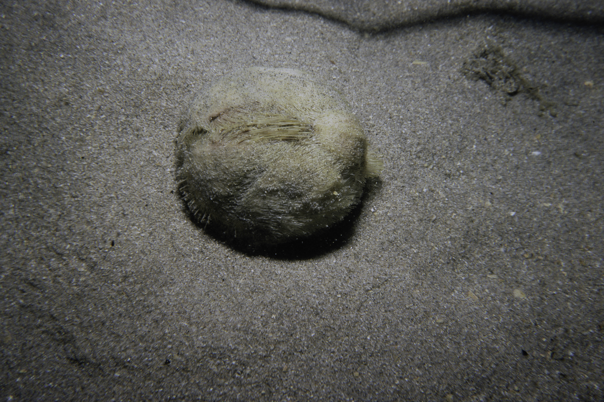 Echinocardium cordatum. Site: Magilligan Strand. 