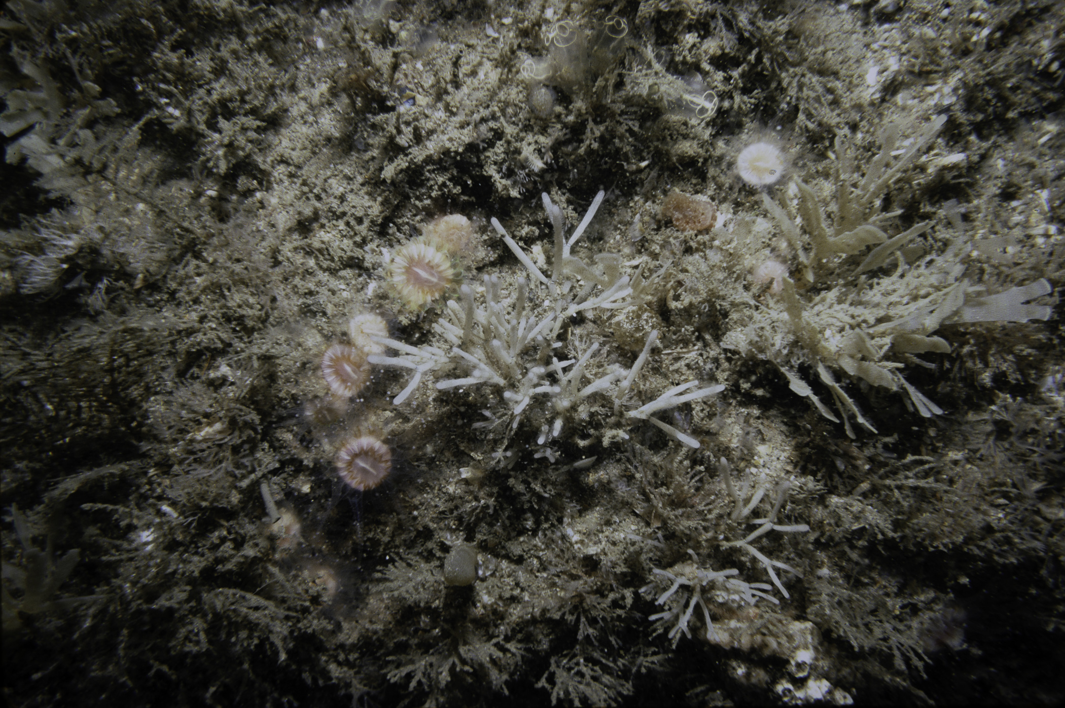 Caryophyllia smithii, Securiflustra securifrons, Cellaria fistulosa. Site: NW Little Skerrie, Skerries, Portrush. 