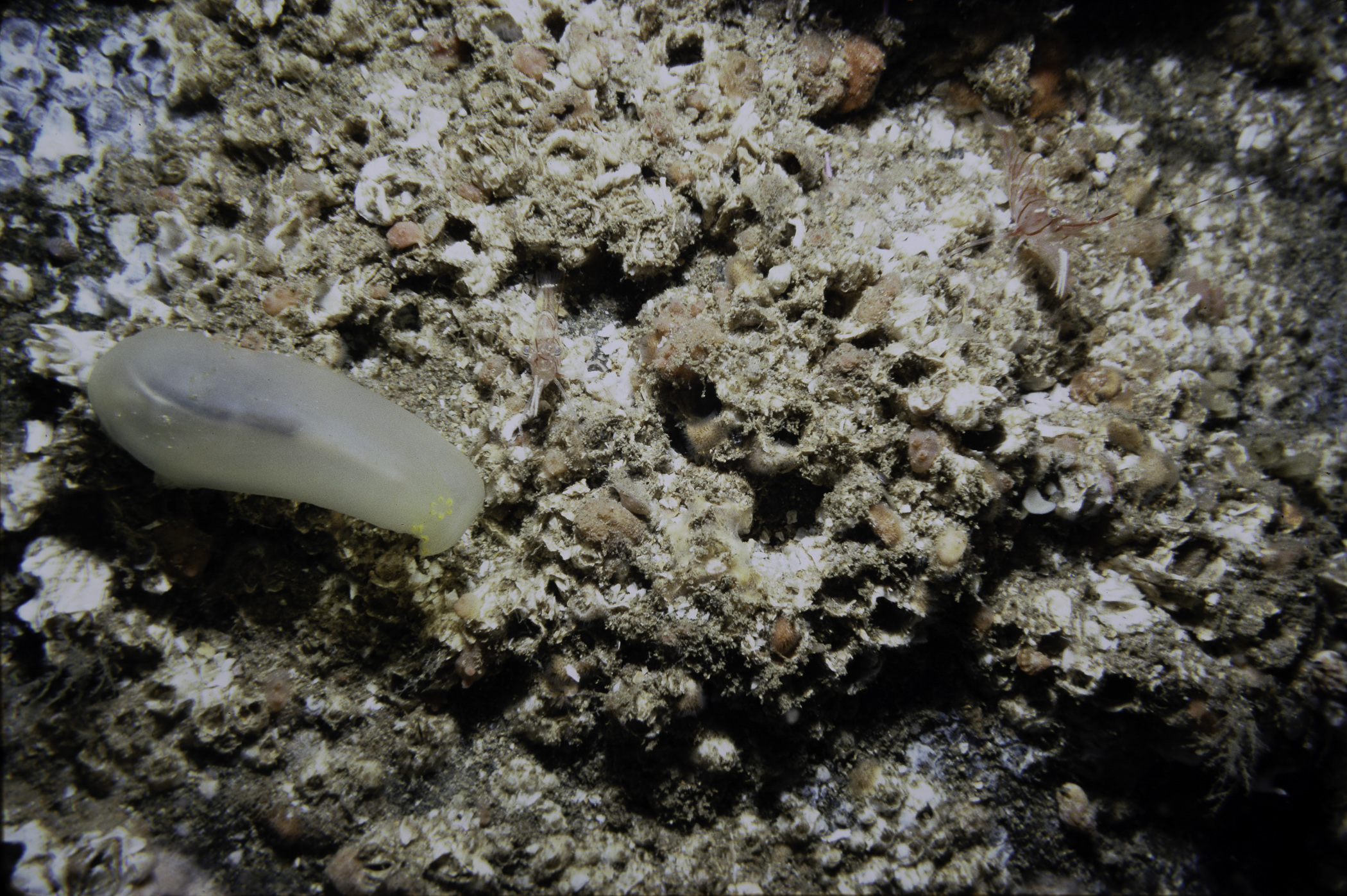 Pandalus montagui, Ciona intestinalis. Site: NW Little Skerrie, Skerries, Portrush. 