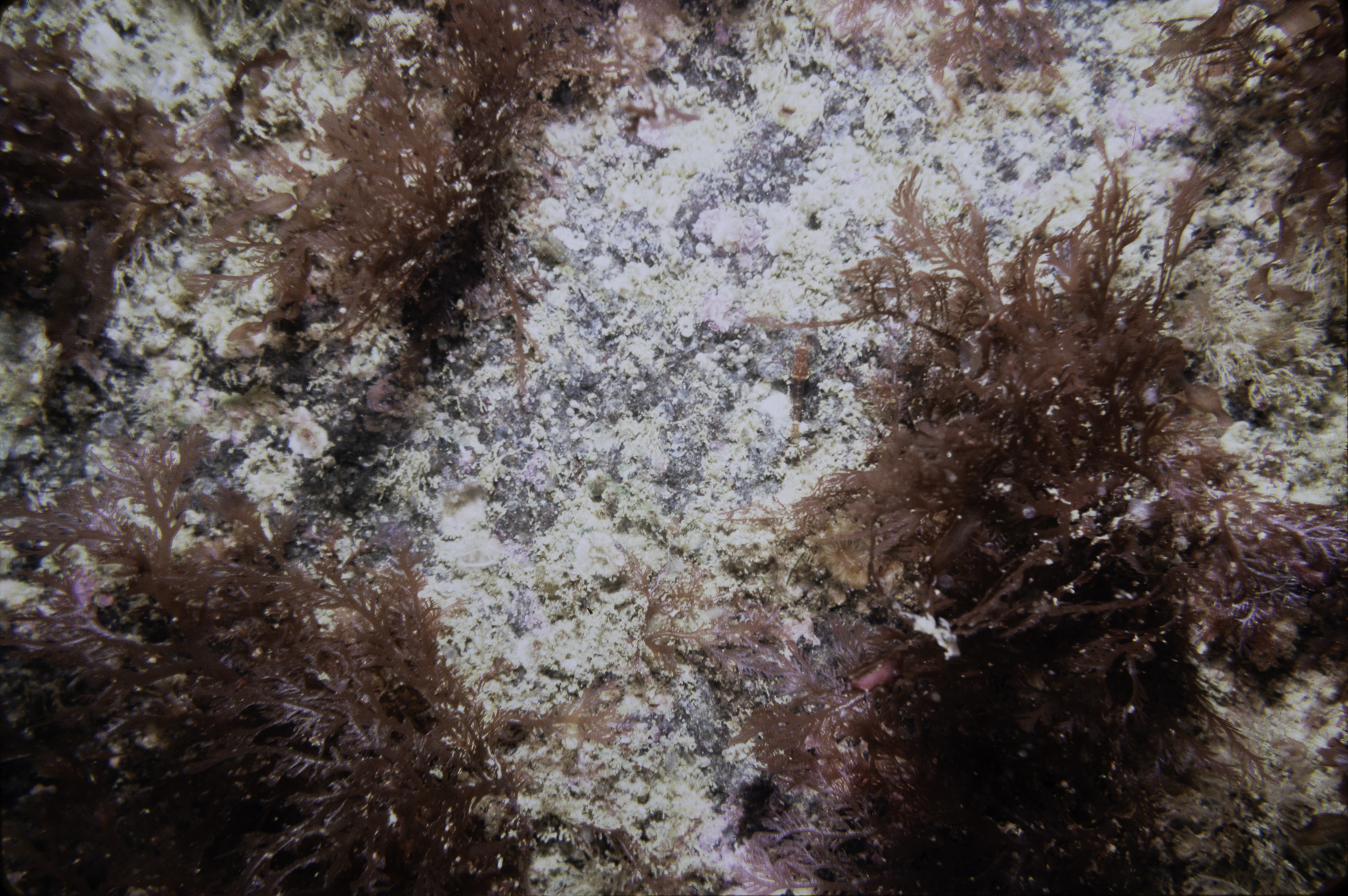 Plocamium cartilagineum. Site: S Side Black Rock, Skerries, Portrush. 