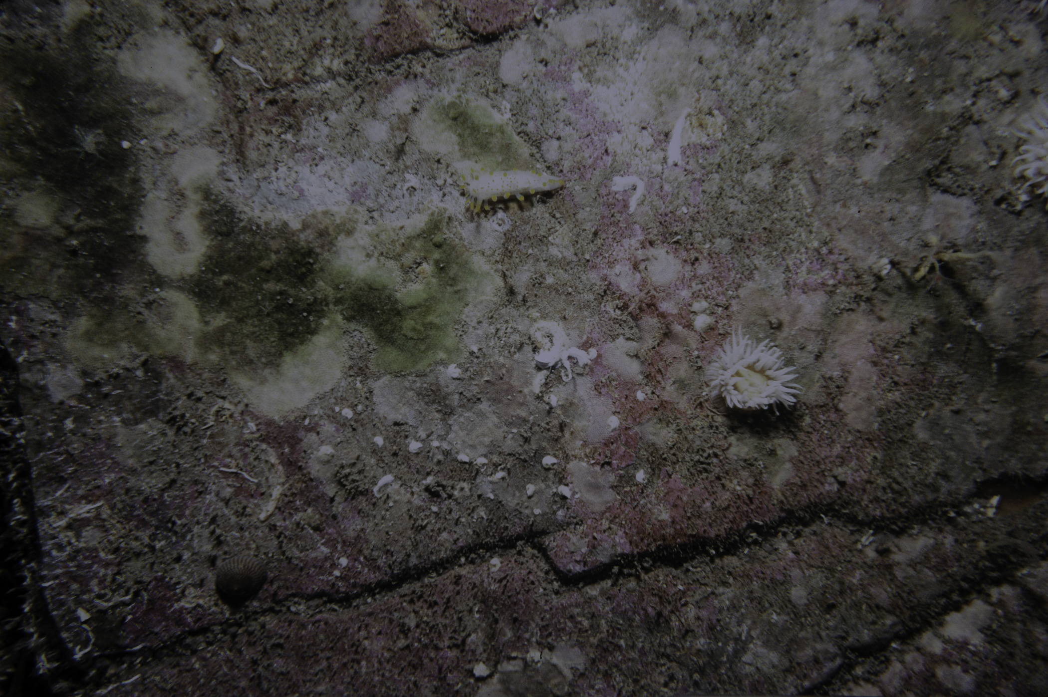 Actinothoe sphyrodeta, Limacia clavigera. Site: Ballyhenry Island, Strangford Lough. 