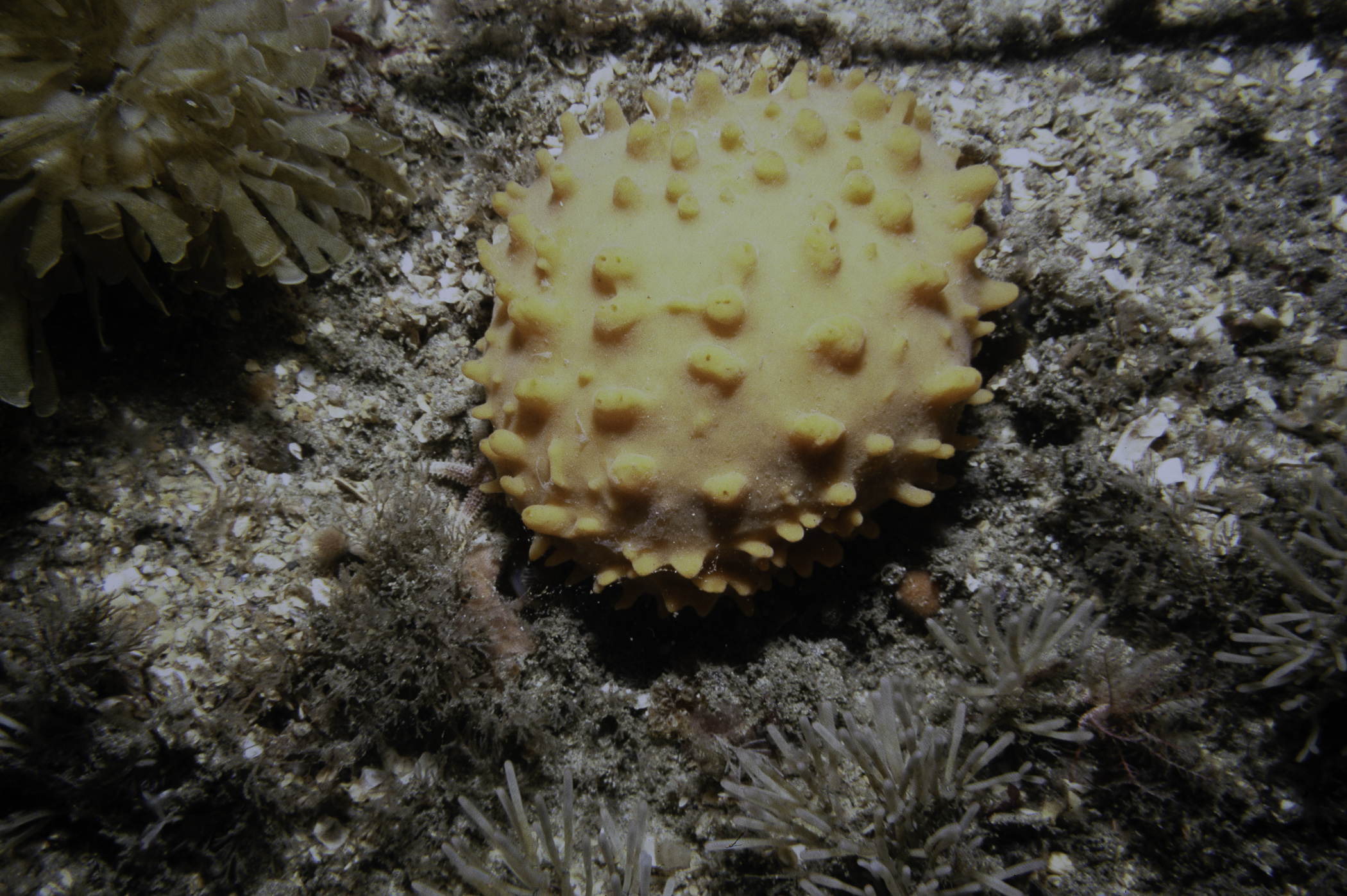 Polymastia boletiformis, Securiflustra securifrons, Cellaria sinuosa. Site: Broad Sound, Skerries, Portrush. 