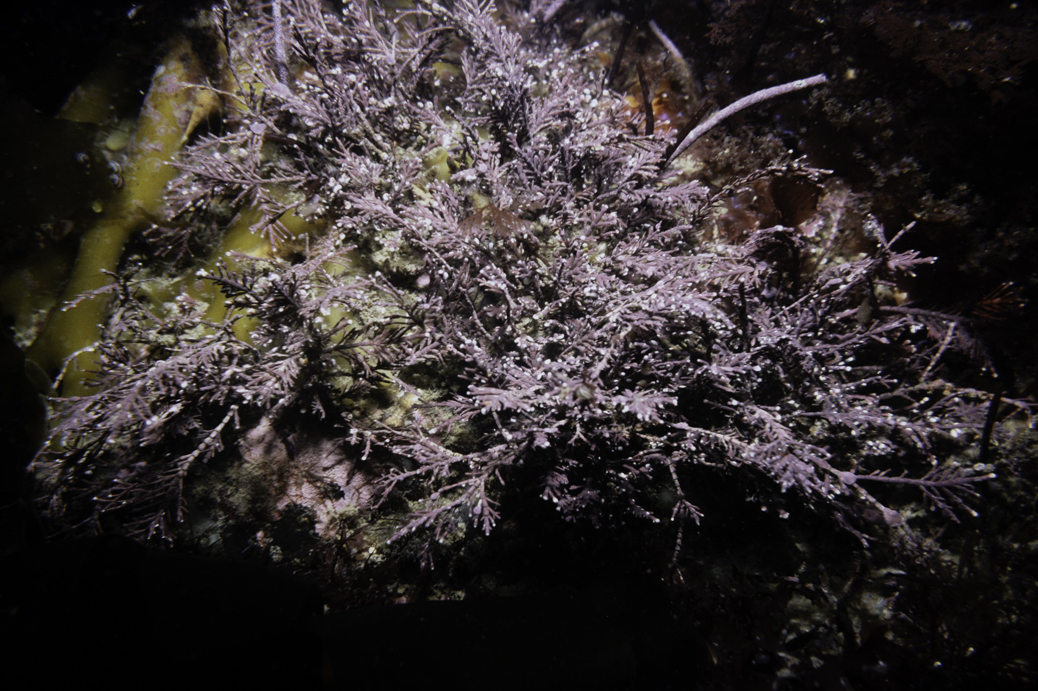 Corallina officinalis. Site: Mullartown Point, Annalong. 