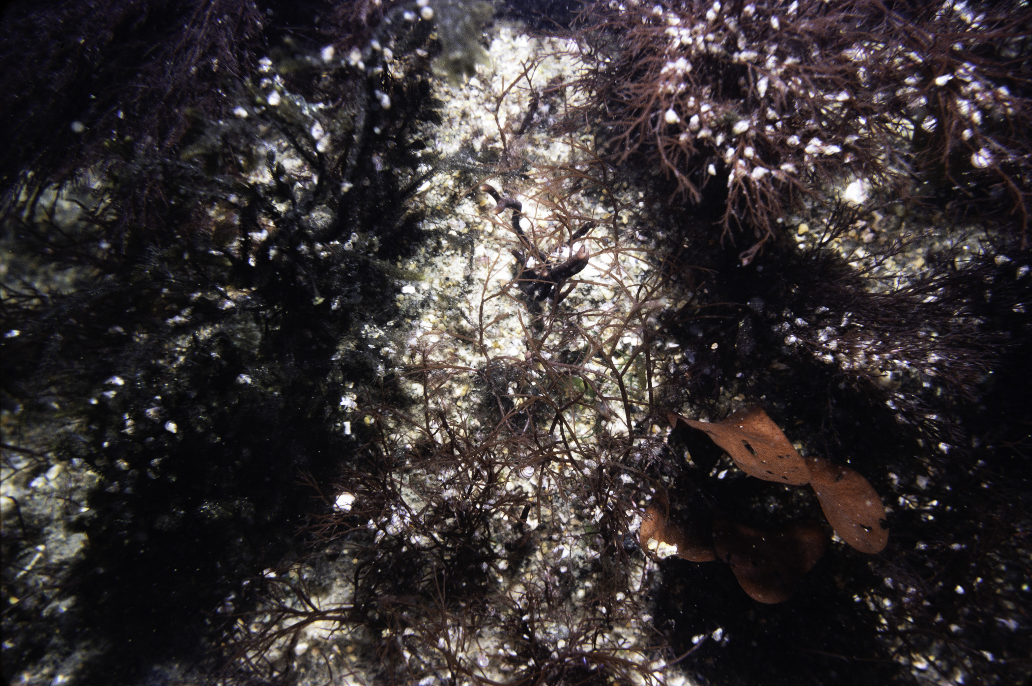 Dilsea carnosa, Cladostephus spongiosus. Site: Murphy's Point, Annalong. 