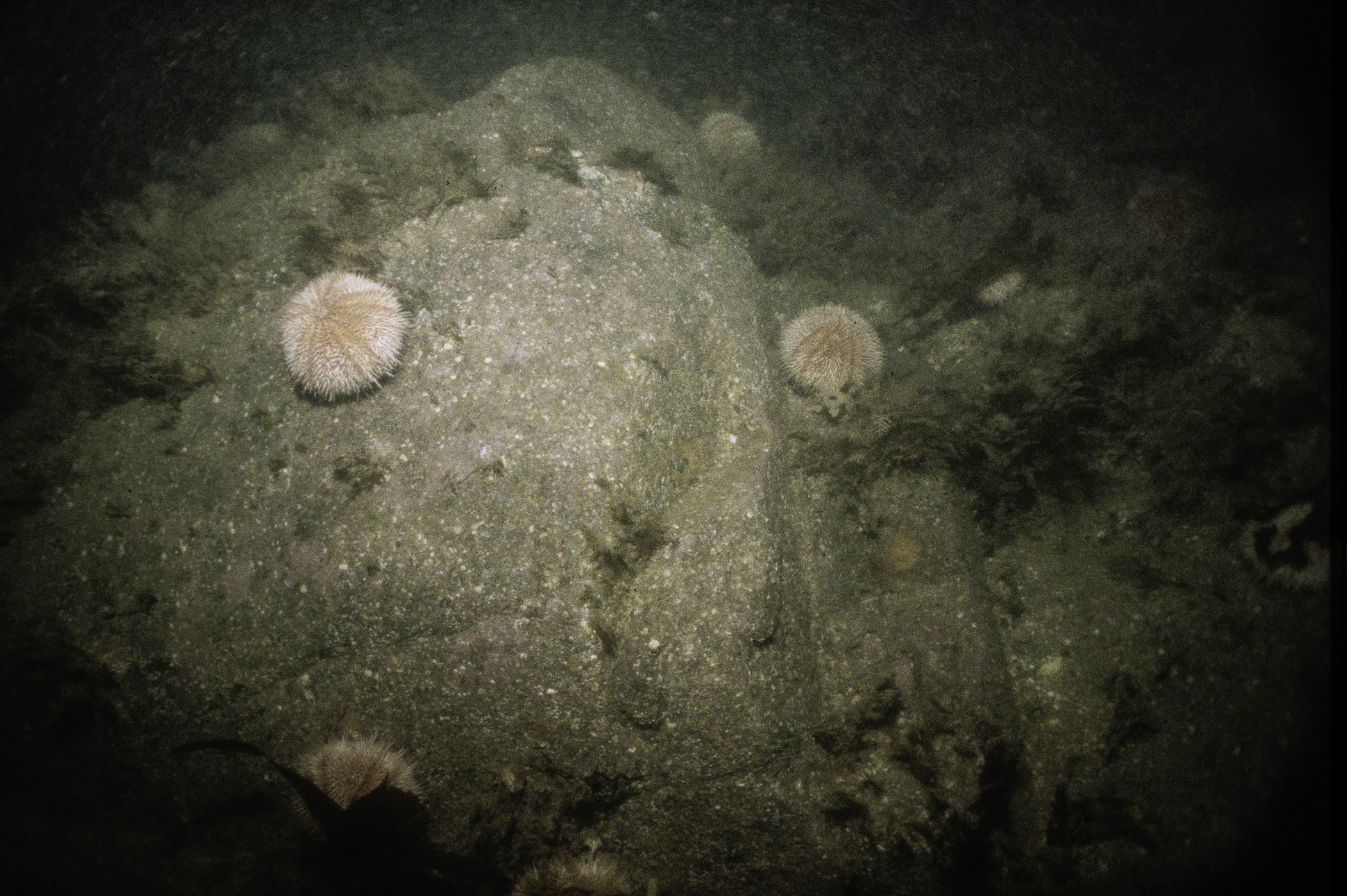 Echinus esculentus. Site: NE of Burial Island, Ballyhalbert. 