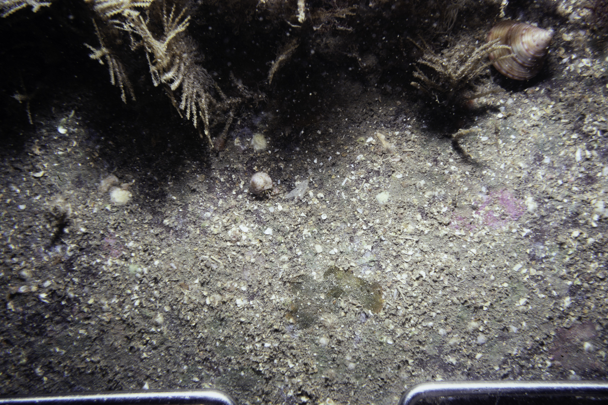Abietinaria abietina, Calliostoma zizyphinum, Paguridae sp.. Site: NE of Burial Island, Ballyhalbert. 