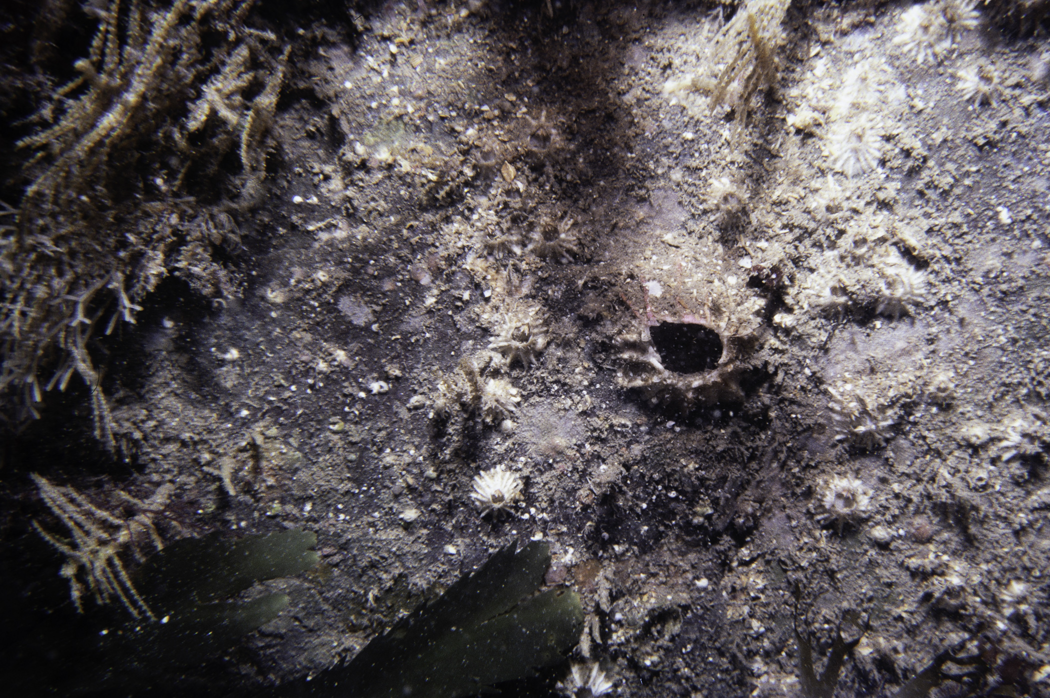 Balanus crenatus. Site: NE of Burial Island, Ballyhalbert. 