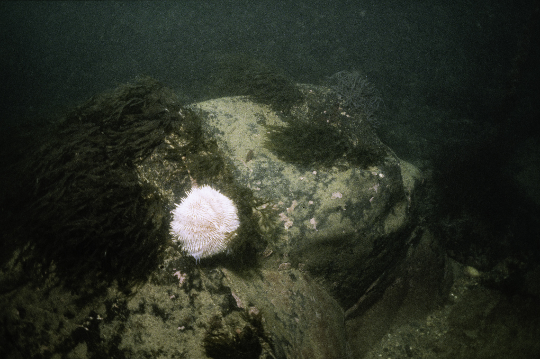Echinus esculentus, Dictyota dichotoma. Site: NE of Burial Island, Ballyhalbert. 