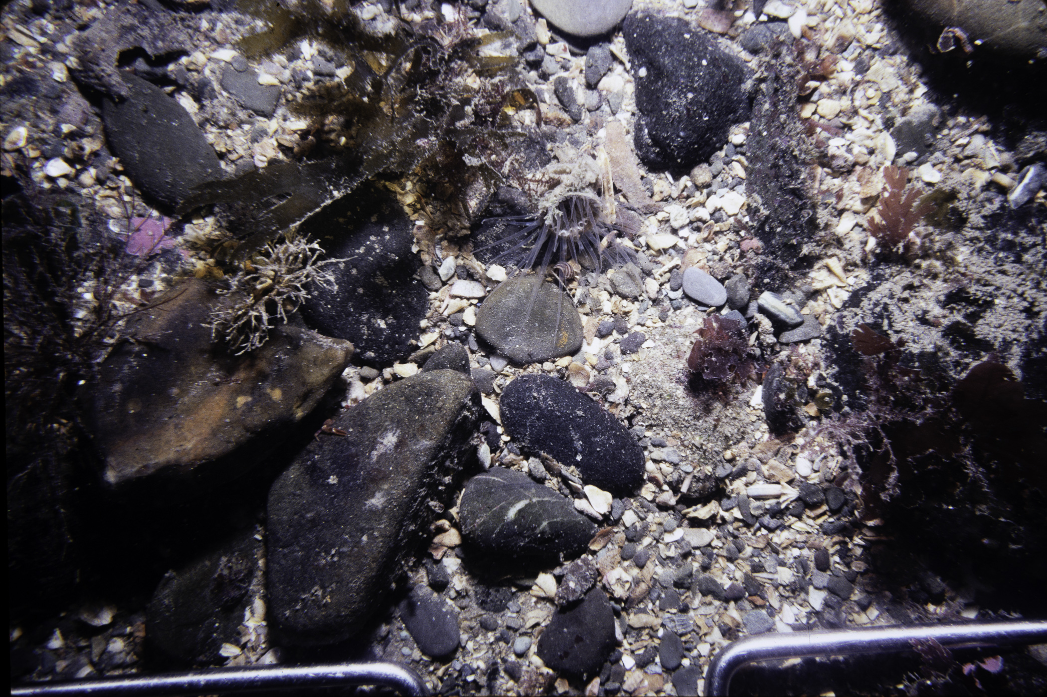 Synarachnactis lloydii, Lanice conchilega. Site: NE of Burial Island, Ballyhalbert. 