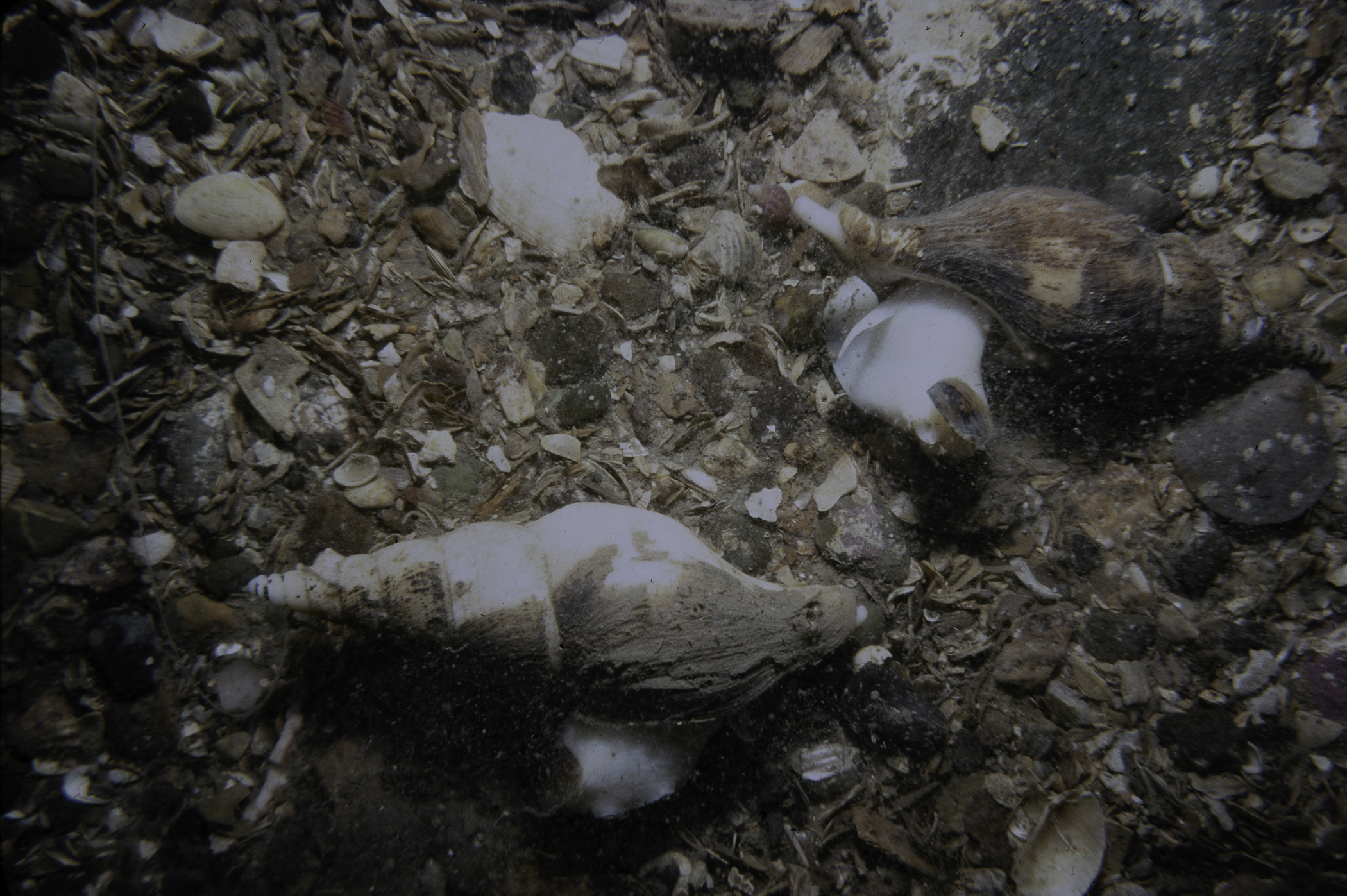 Colus (Colus) gracilis. Site: Skullmartin Rock, Ballywalter. 