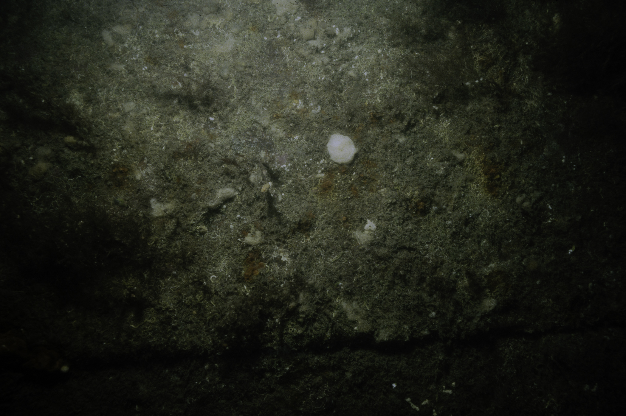 Metridium senile, Filograna implexa. Site: Lee's Wreck, Ballyhenry Bay, Strangford Lough. 