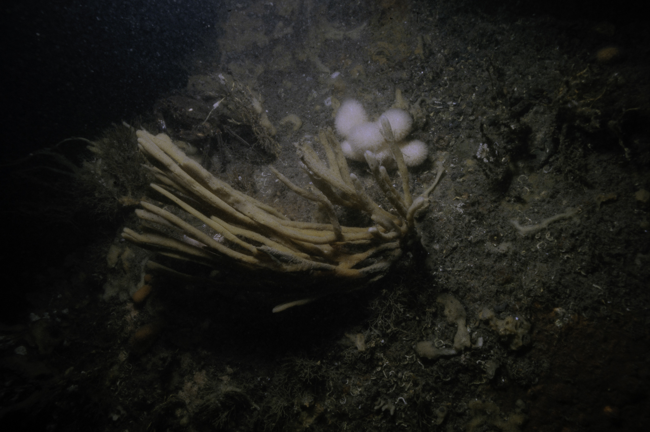 Haliclona oculata, Alcyonium digitatum, Necora puber. Site: Lee's Wreck, Ballyhenry Bay, Strangford Lough. 