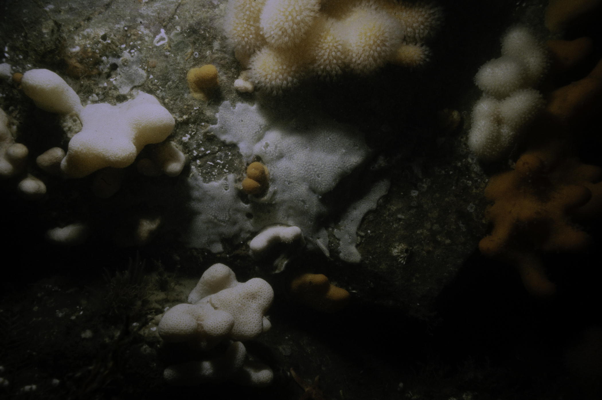Alcyonium digitatum, Didemnum maculosum. Site: Lee's Wreck, Ballyhenry Bay, Strangford Lough. 