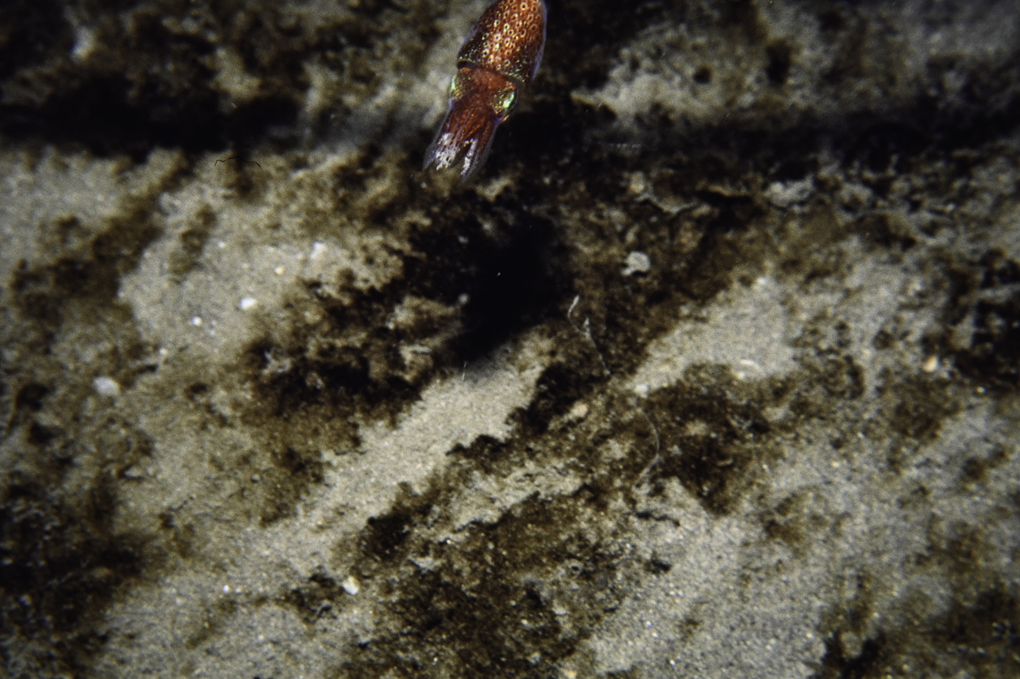 Sepiola (Heterosepiola) atlantica. Site: Church Bay, Rathlin Island. 