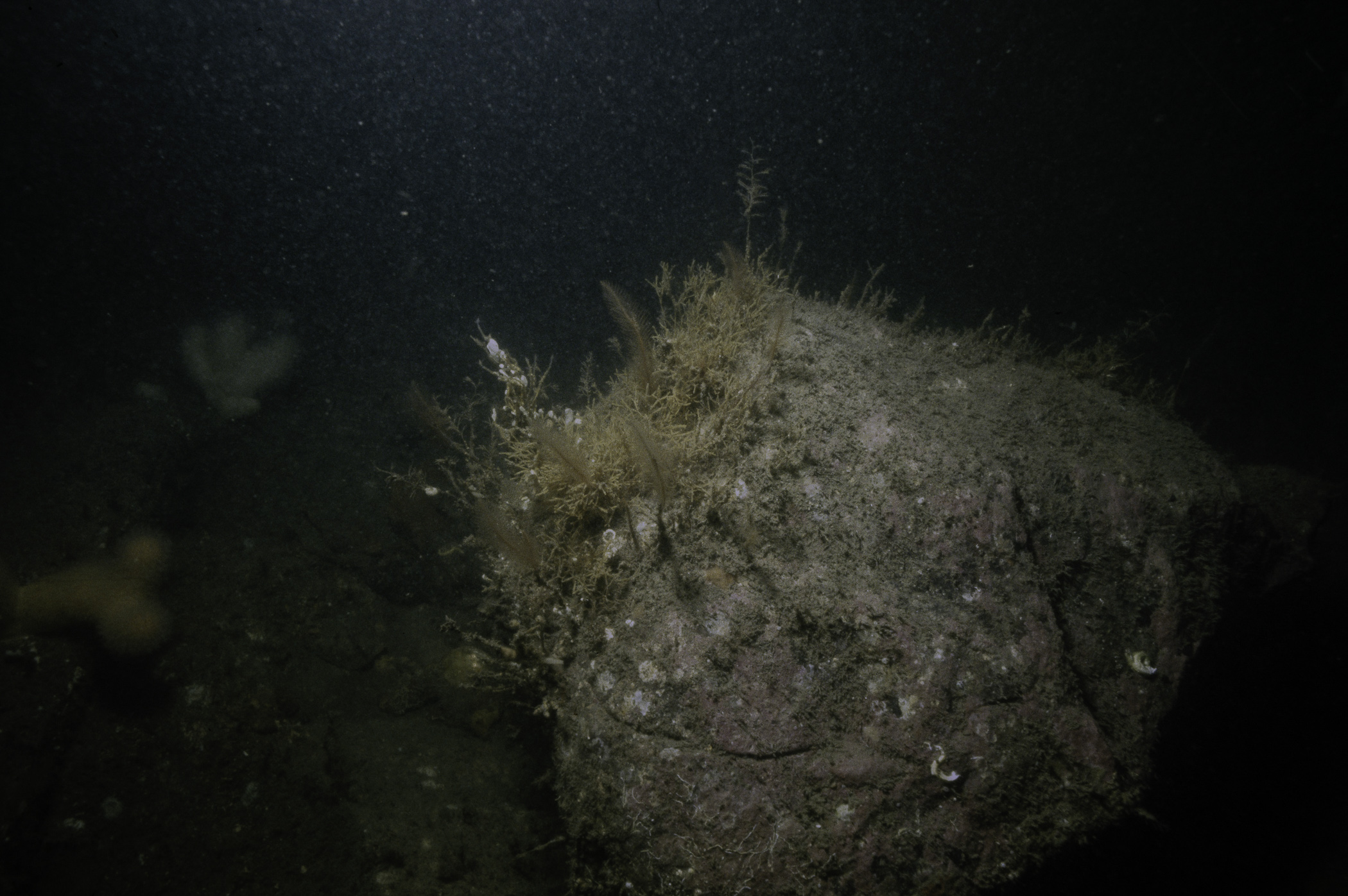 Alcyonium digitatum, Nemertesia antennina, Sertularia argentea, Cellaria fistulosa. Site: Lee's Wreck, Ballyhenry Bay, Strangford Lough. 