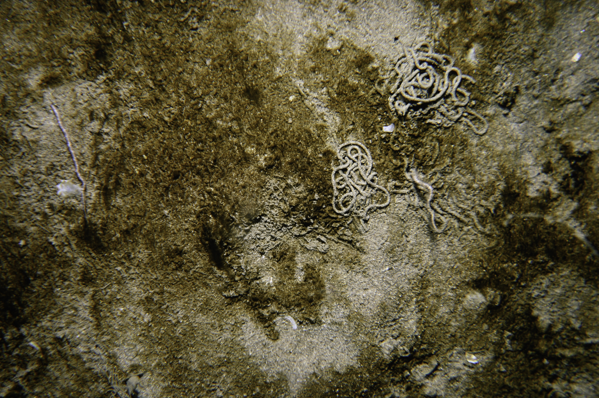 Acrocnida brachiata. Site: Church Bay, Rathlin Island. 