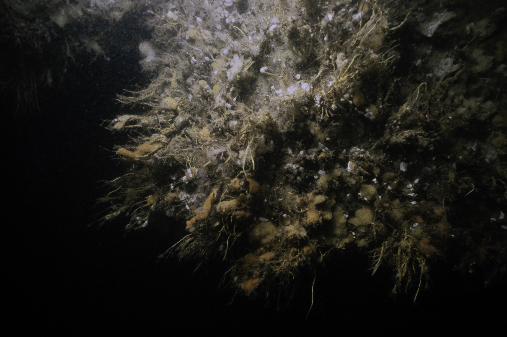 Amphilectus fucorum, Tubularia indivisa. Site: Lee's Wreck, Ballyhenry Bay, Strangford Lough. 