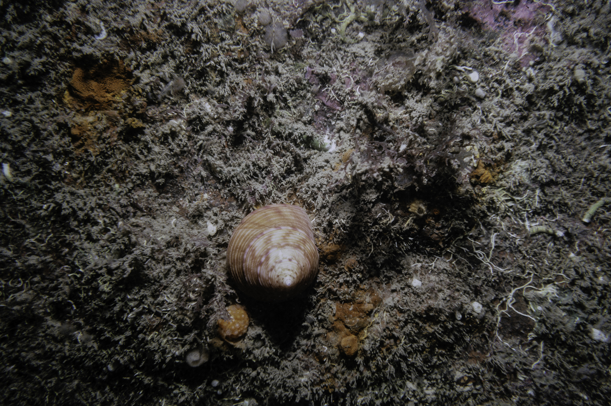 Alcyonium digitatum, Calliostoma zizyphinum, Filograna implexa. Site: Lee's Wreck, Ballyhenry Bay, Strangford Lough. 