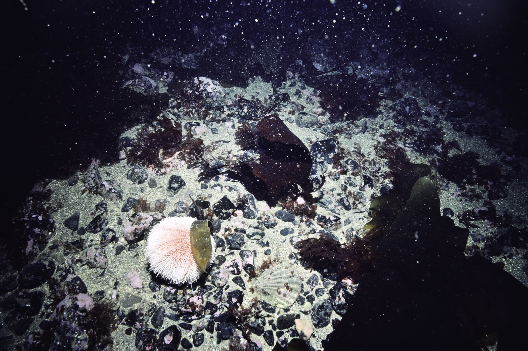 Echinus esculentus, Dilsea carnosa. Site: Arkill Bay, Rathlin Island. 