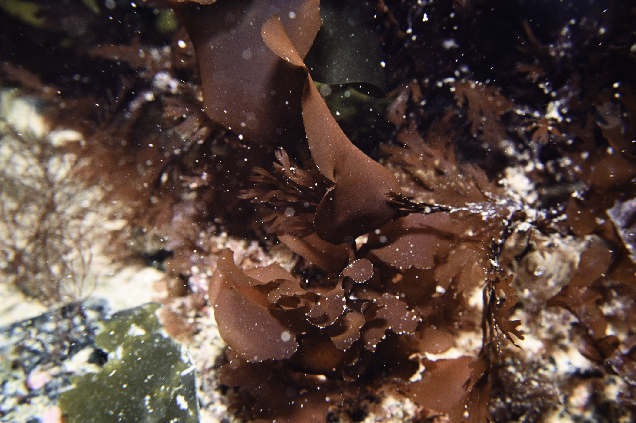 Dilsea carnosa, Odonthalia dentata. Site: Arkill Bay, Rathlin Island. 