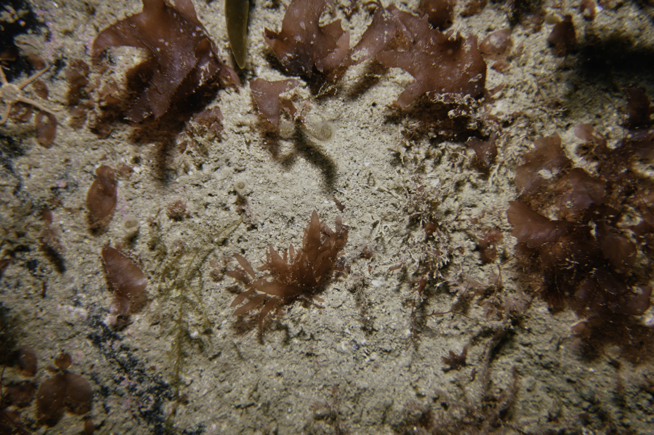 Lomentaria orcadensis. Site: Arkill Bay, Rathlin Island. 