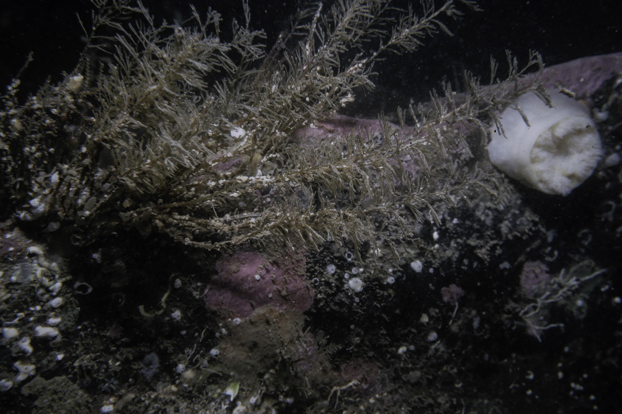 Metridium senile, Sertularia argentea. Site: Lee's Wreck, Ballyhenry Bay, Strangford Lough. 