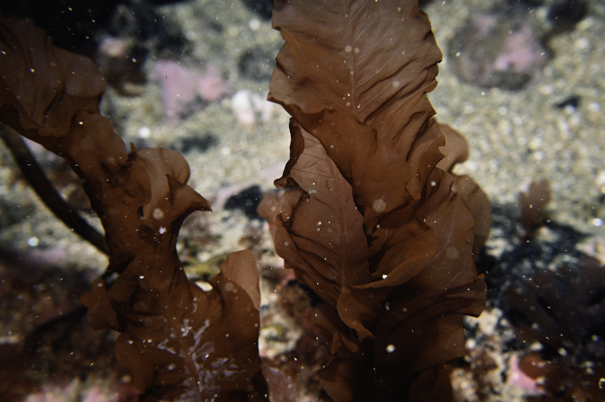 Delesseria sanguinea. Site: Arkill Bay, Rathlin Island. 