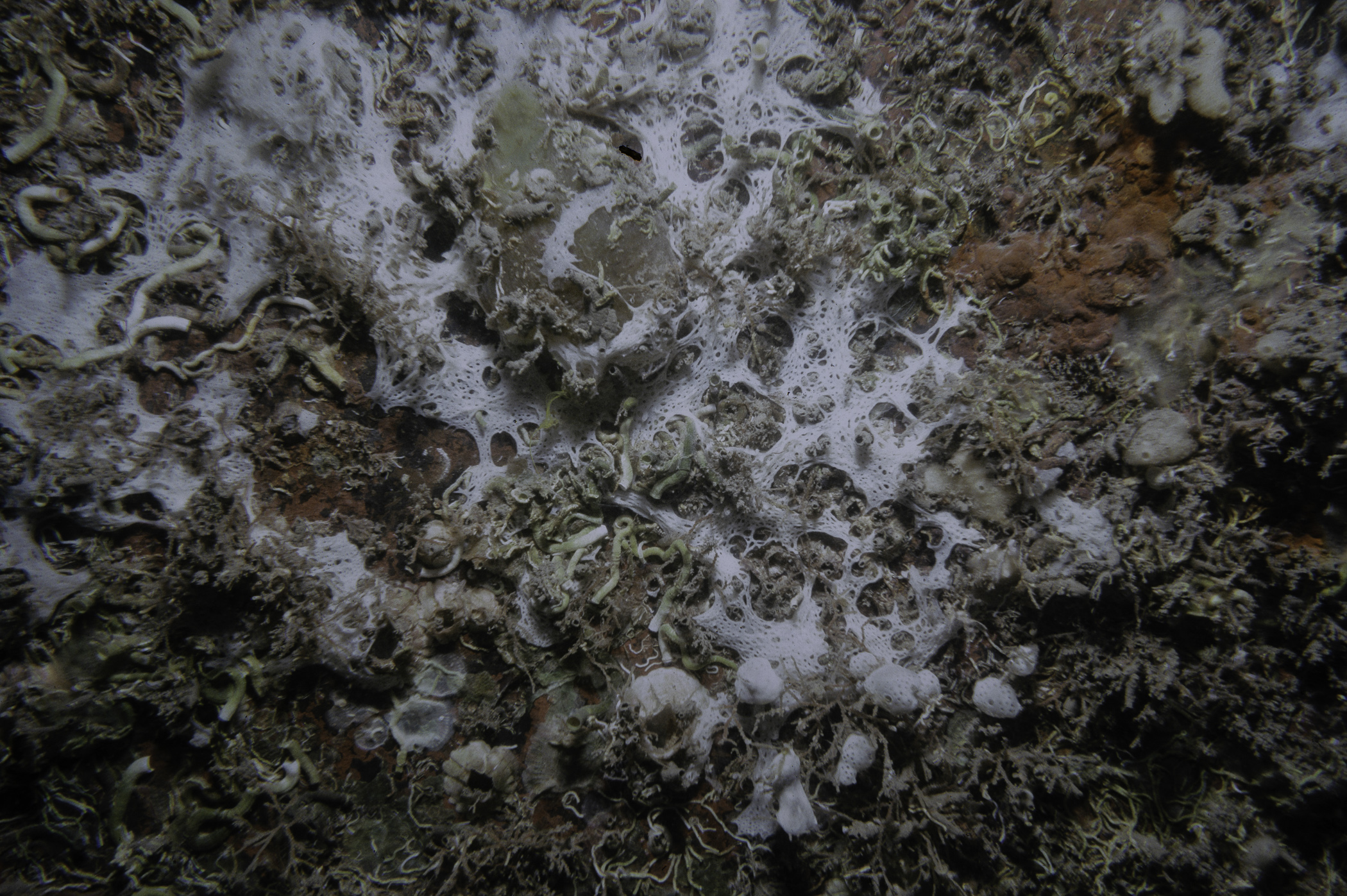 Clathrina coriacea. Site: Lee's Wreck, Ballyhenry Bay, Strangford Lough. 