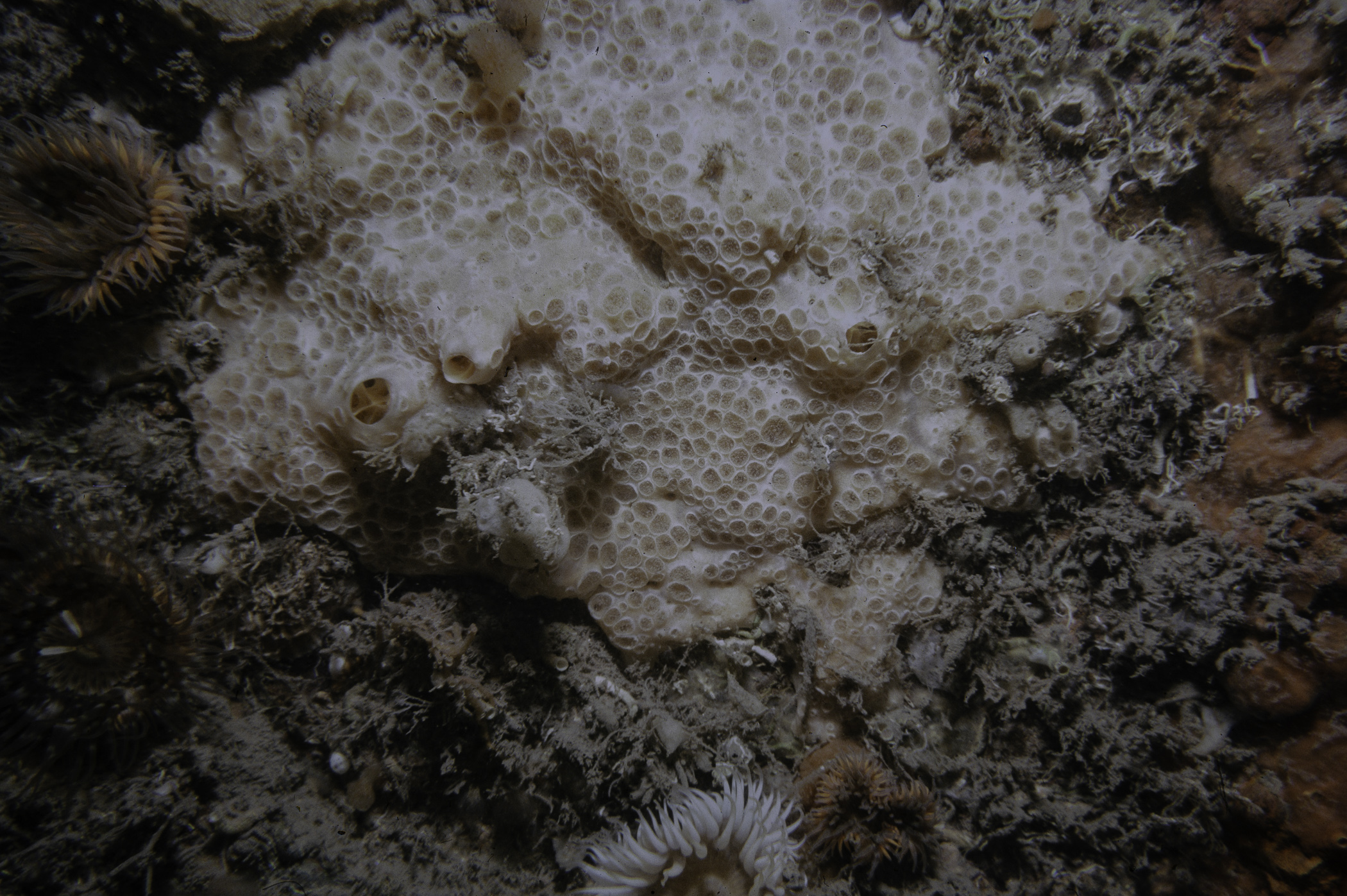 Hemimycale columella, Cylista elegans. Site: Lee's Wreck, Ballyhenry Bay, Strangford Lough. 