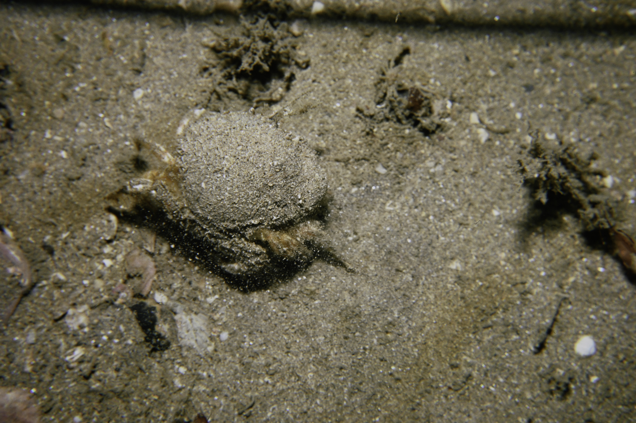 Atelecyclus rotundatus. Site: Church Bay, Rathlin Island. 