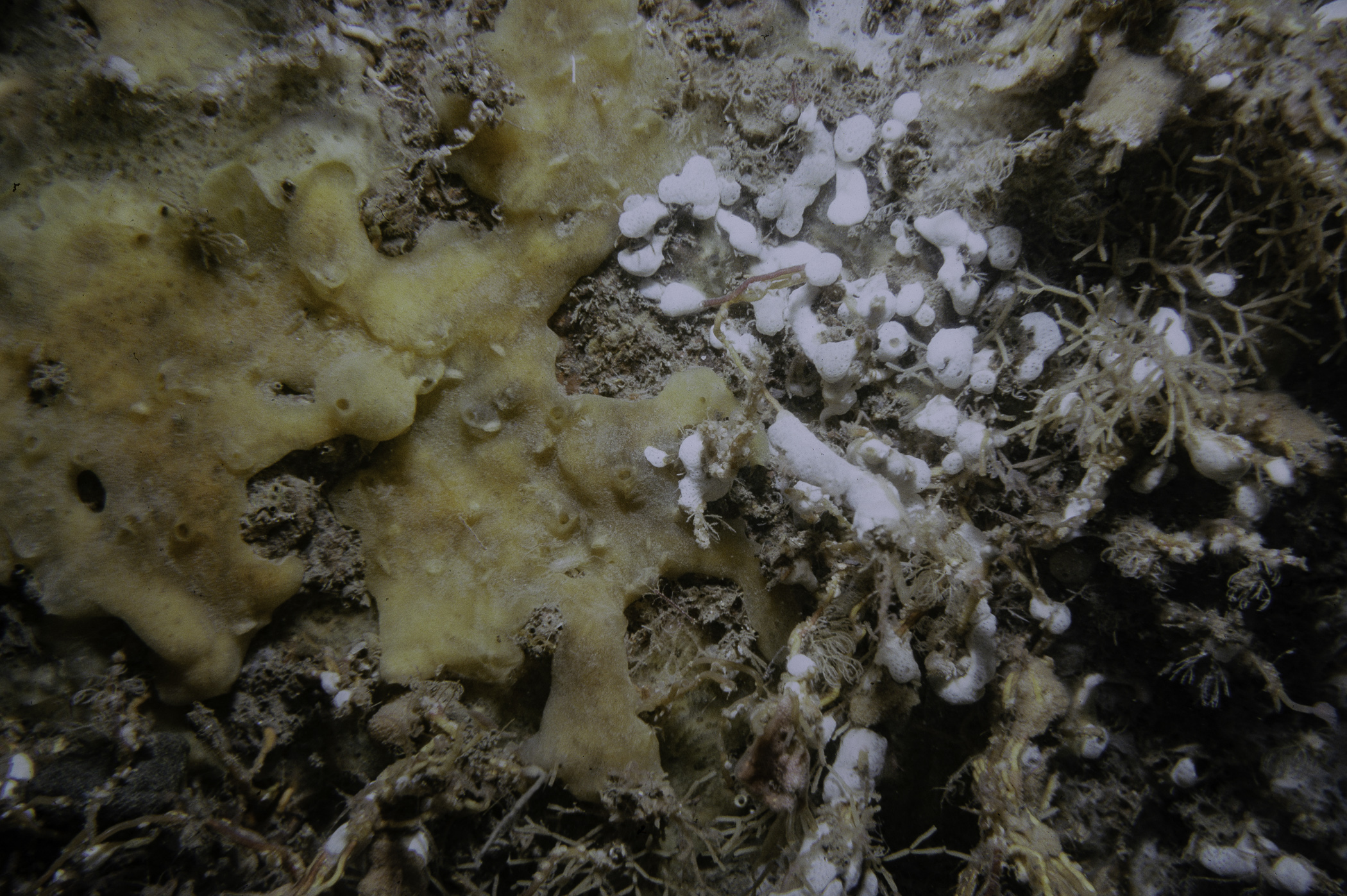 Cellaria fistulosa, Didemnum sp.. Site: Lee's Wreck, Ballyhenry Bay, Strangford Lough. 