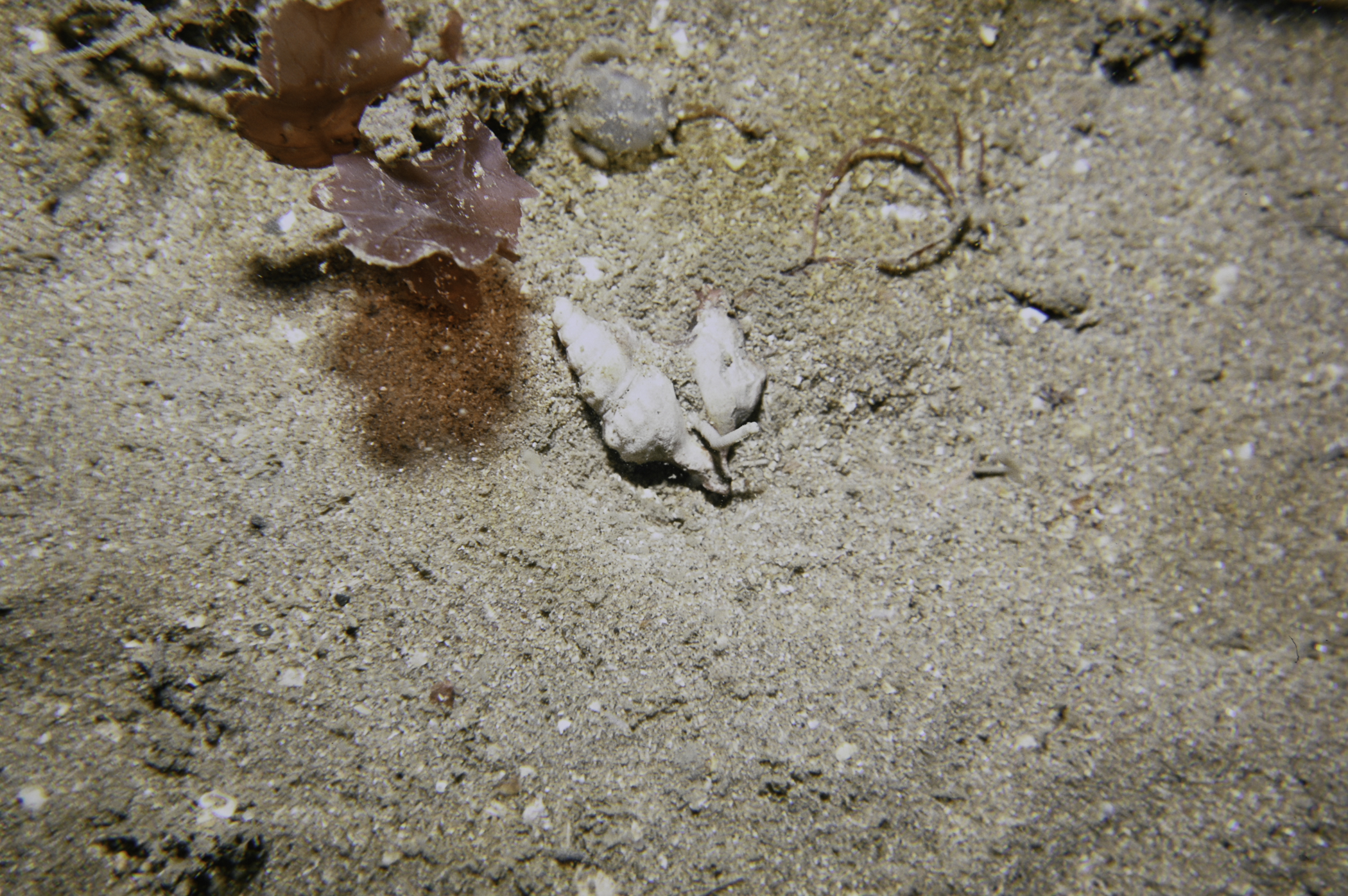 Phycodrys rubens. Site: Church Bay, Rathlin Island. 