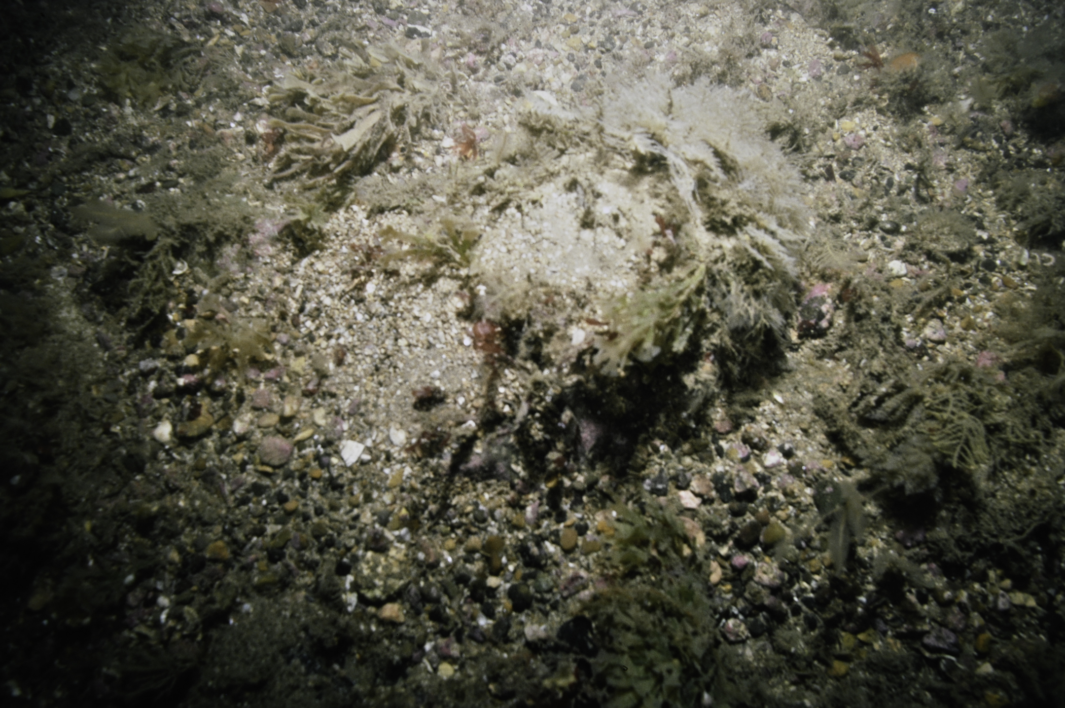 Flustra foliacea. Site: Church Bay, Rathlin Island. 