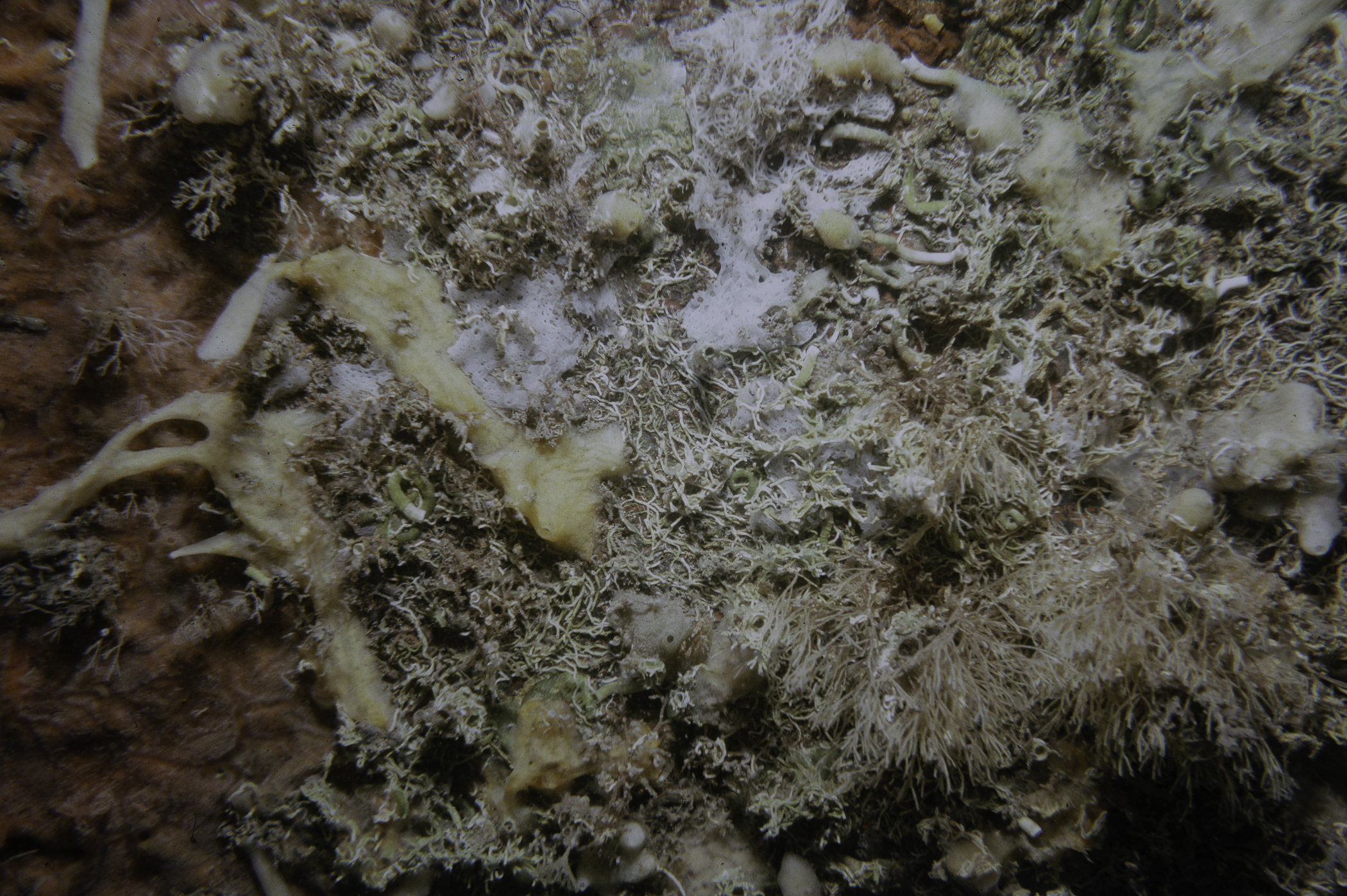 Halichondria bowerbanki, Clathrina coriacea, Clathria sp., Filograna implexa. Site: Lee's Wreck, Ballyhenry Bay Strangford Lough. 