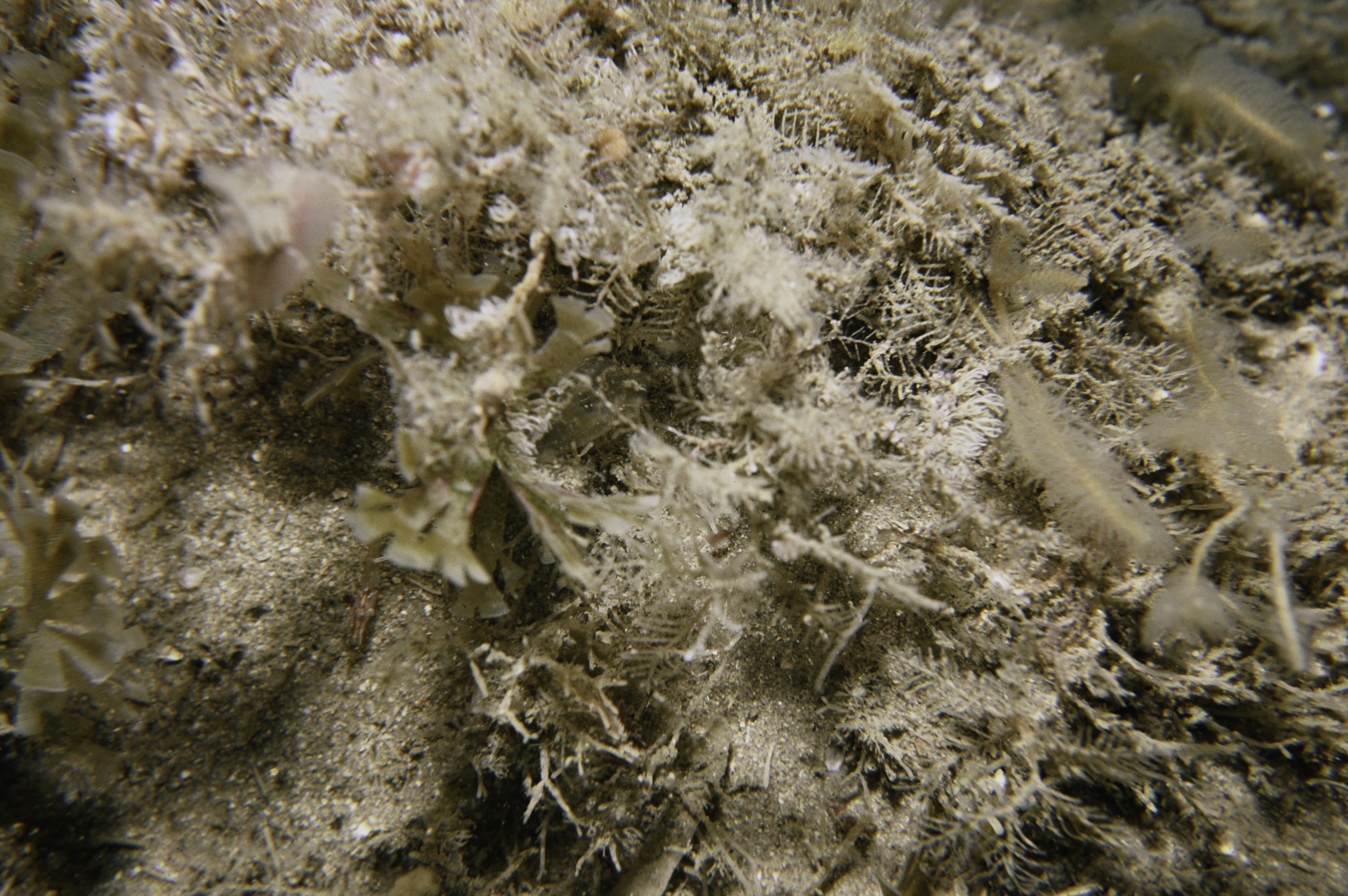 Hydrallmania falcata. Site: Church Bay, Rathlin Island. 
