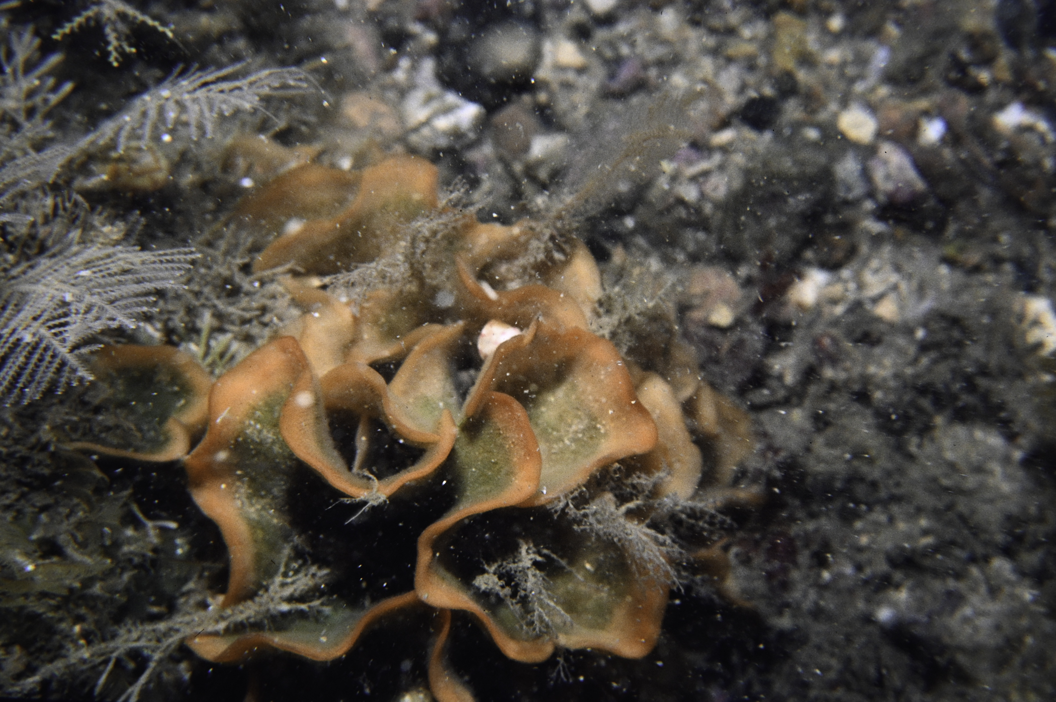 Pentapora foliacea. Site: Church Bay, Rathlin Island. 