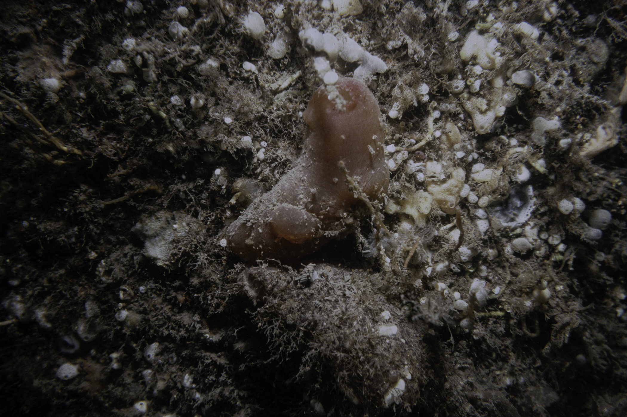 Ascidia mentula, Didemnum sp.. Site: Lee's Wreck, Ballyhenry Bay Strangford Lough. 