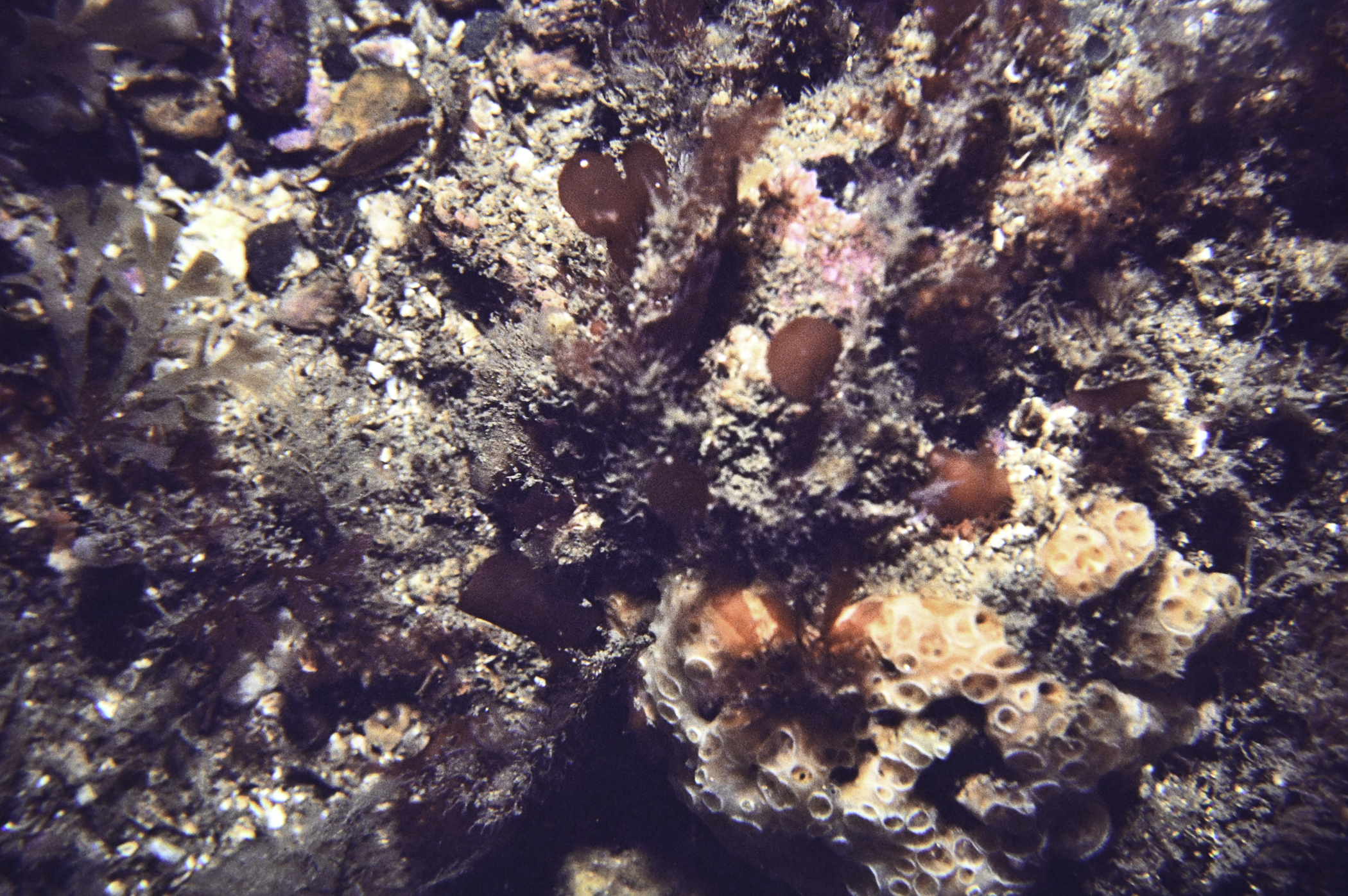 Hemimycale columella. Site: Church Bay, Rathlin Island. 