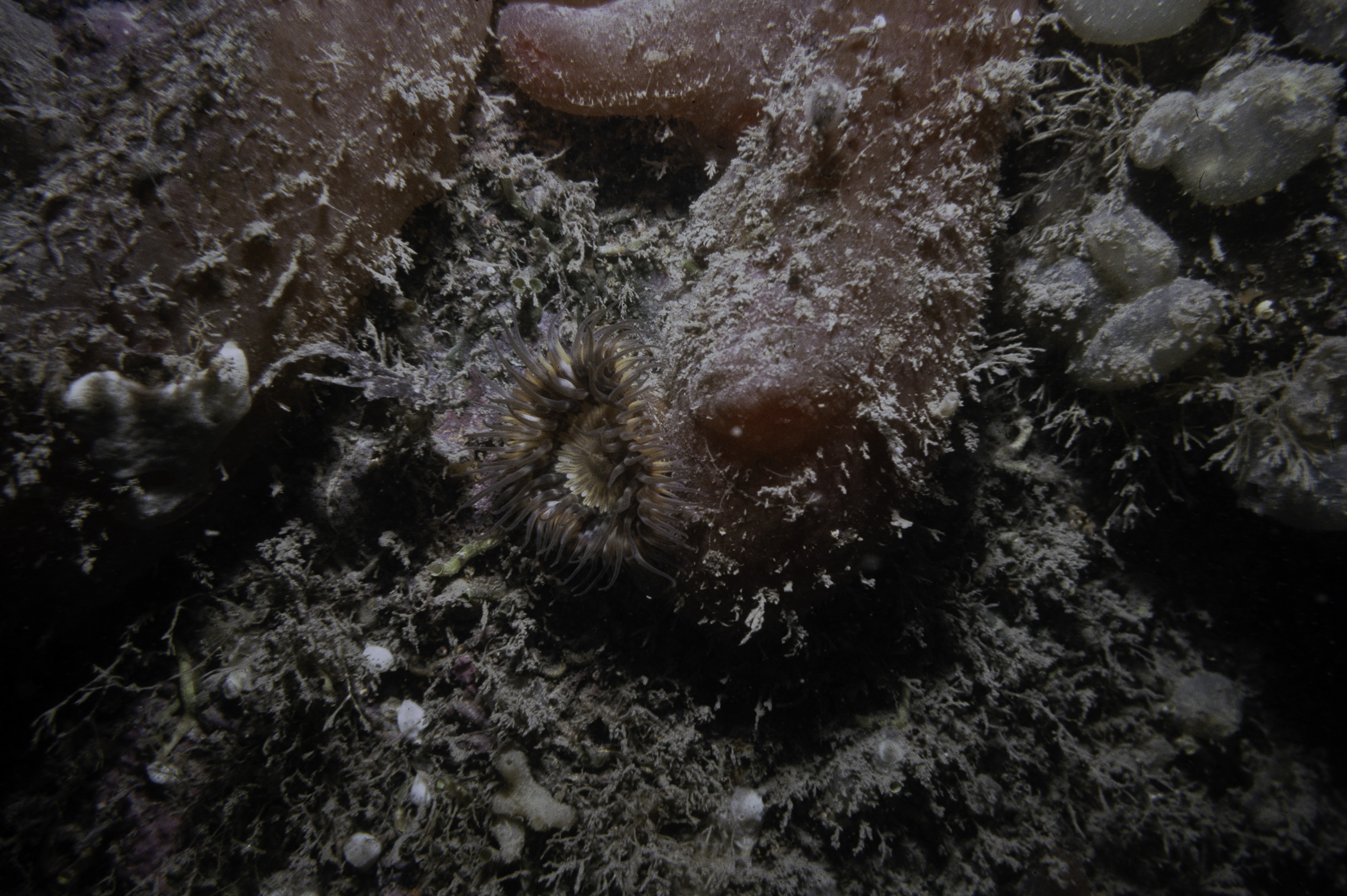 Cylista elegans. Site: Lee's Wreck, Ballyhenry Bay Strangford Lough. 