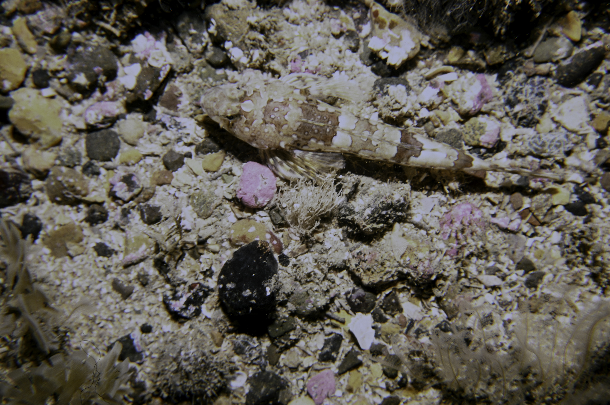 Callionymus reticulatus. Site: Church Bay, Rathlin Island. 