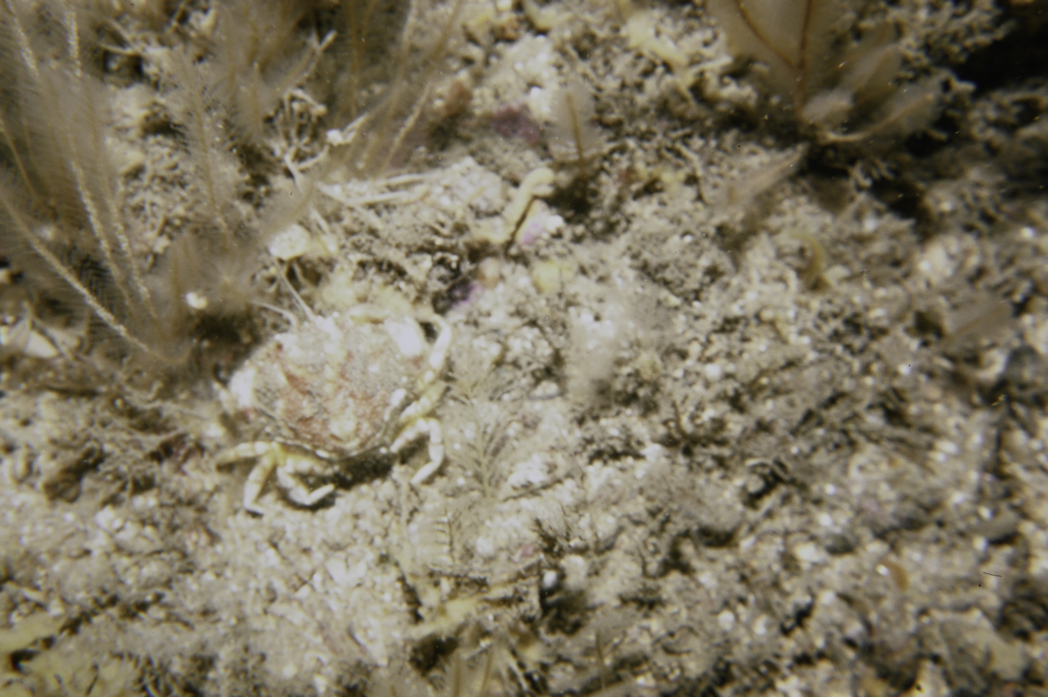 Atelecyclus rotundatus. Site: Church Bay, Rathlin Island. 