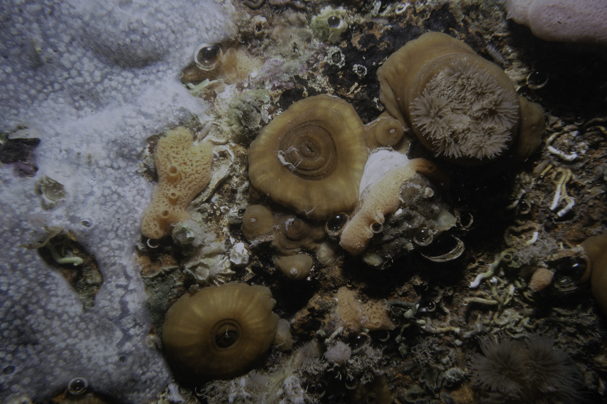 Amphilectus fucorum, Metridium senile, Didemnum sp.. Site: Lee's Wreck, Ballyhenry Bay Strangford Lough. 