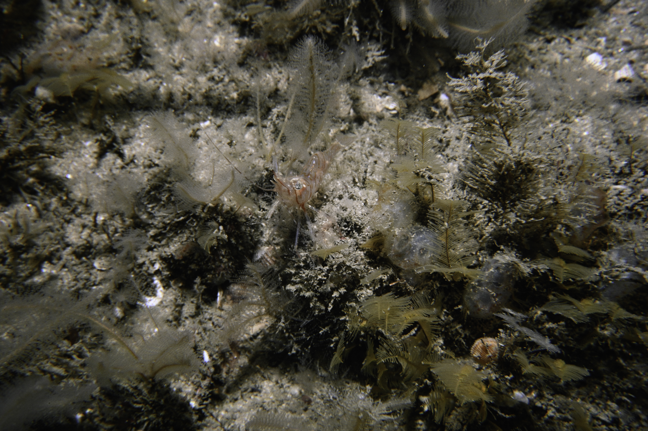 Aglaophenia tubulifera, Pandalus montagui. Site: Church Bay, Rathlin Island. 