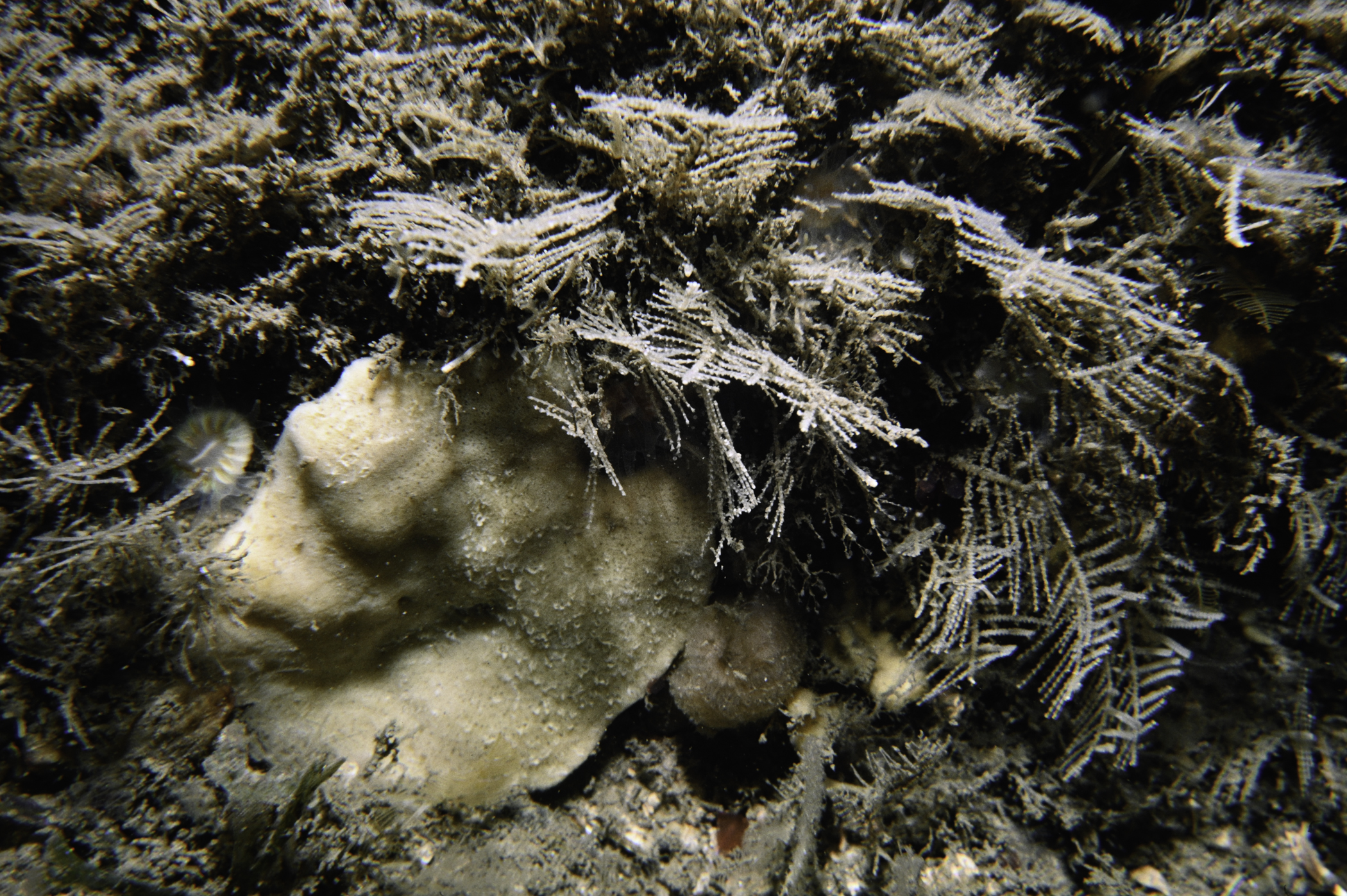 Axinella infundibuliformis, Diphasia alata. Site: Church Bay, Rathlin Island. 